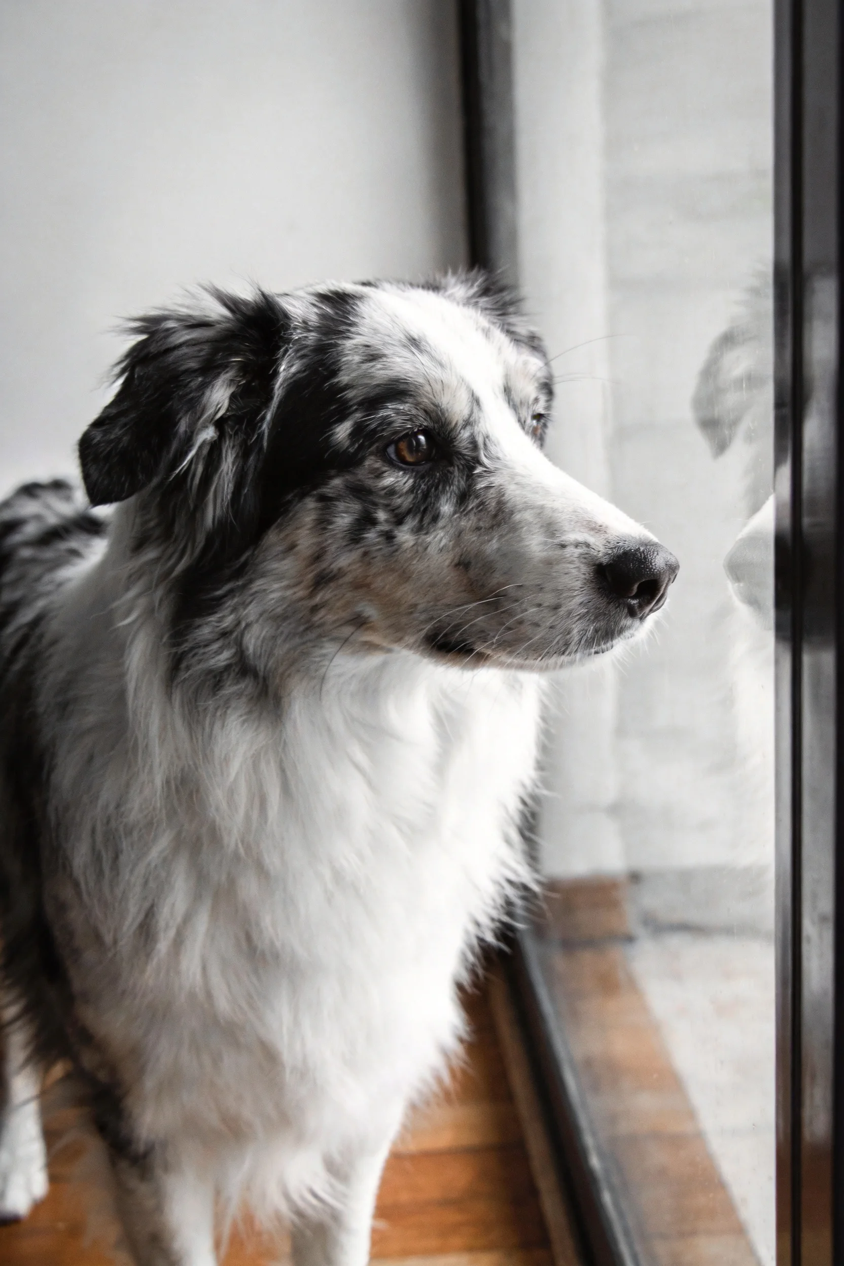 黑白边境牧羊犬站在窗边,蓝灰色斑驳被毛清晰可见,目光注视着窗外方向。