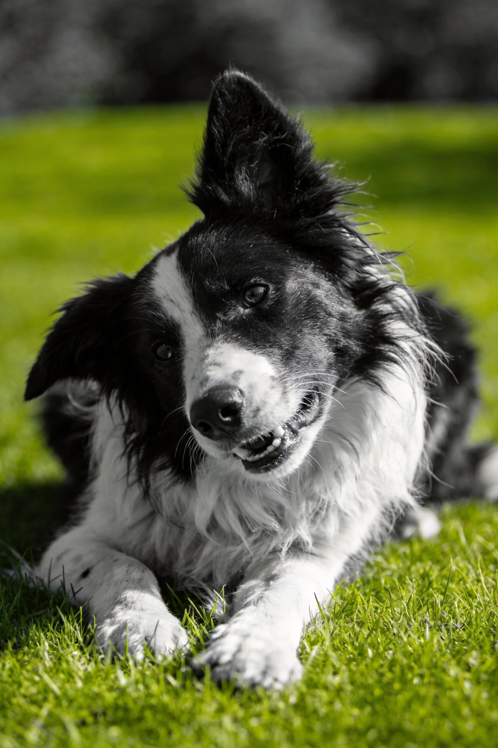 黑白边境牧羊犬趴卧在草地上,毛发蓬松且带有明显黑白色块特征。