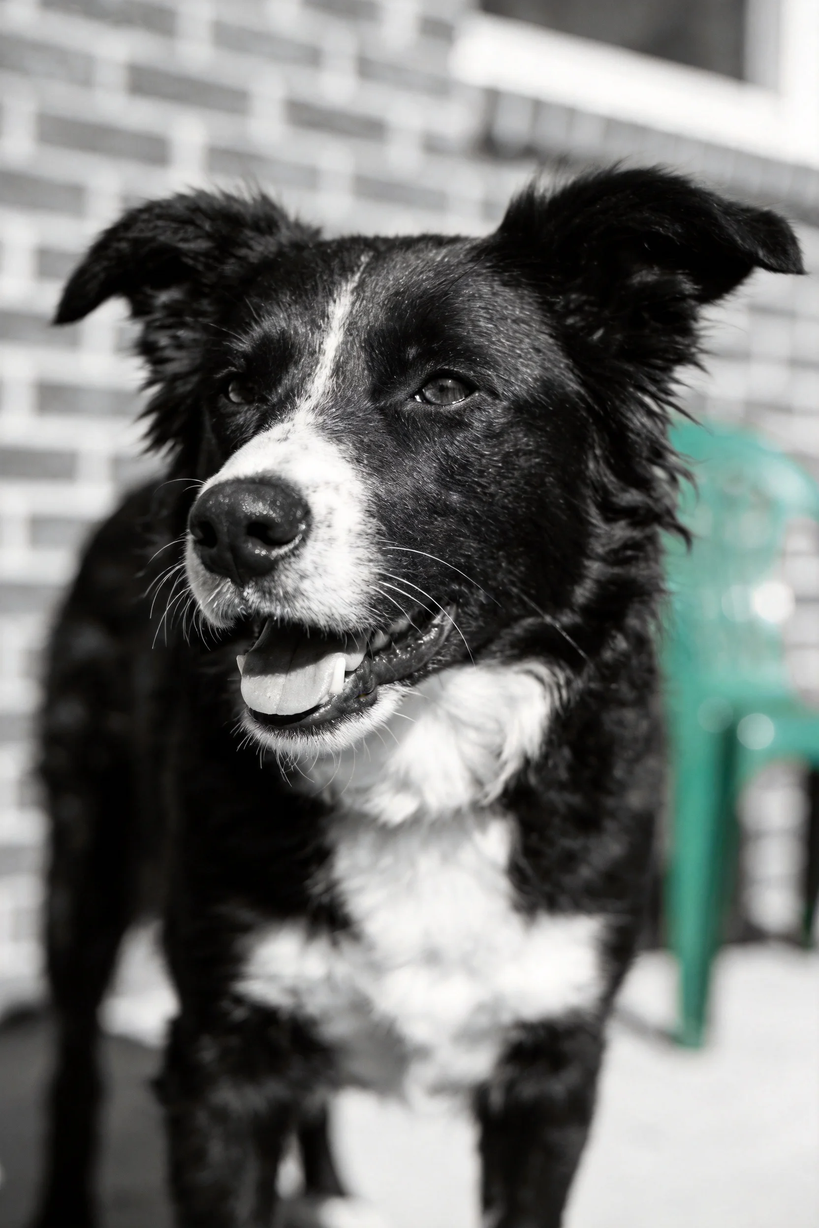 边境牧羊犬黑白特写,嘴巴微张露出牙齿,毛发浓密有质感。