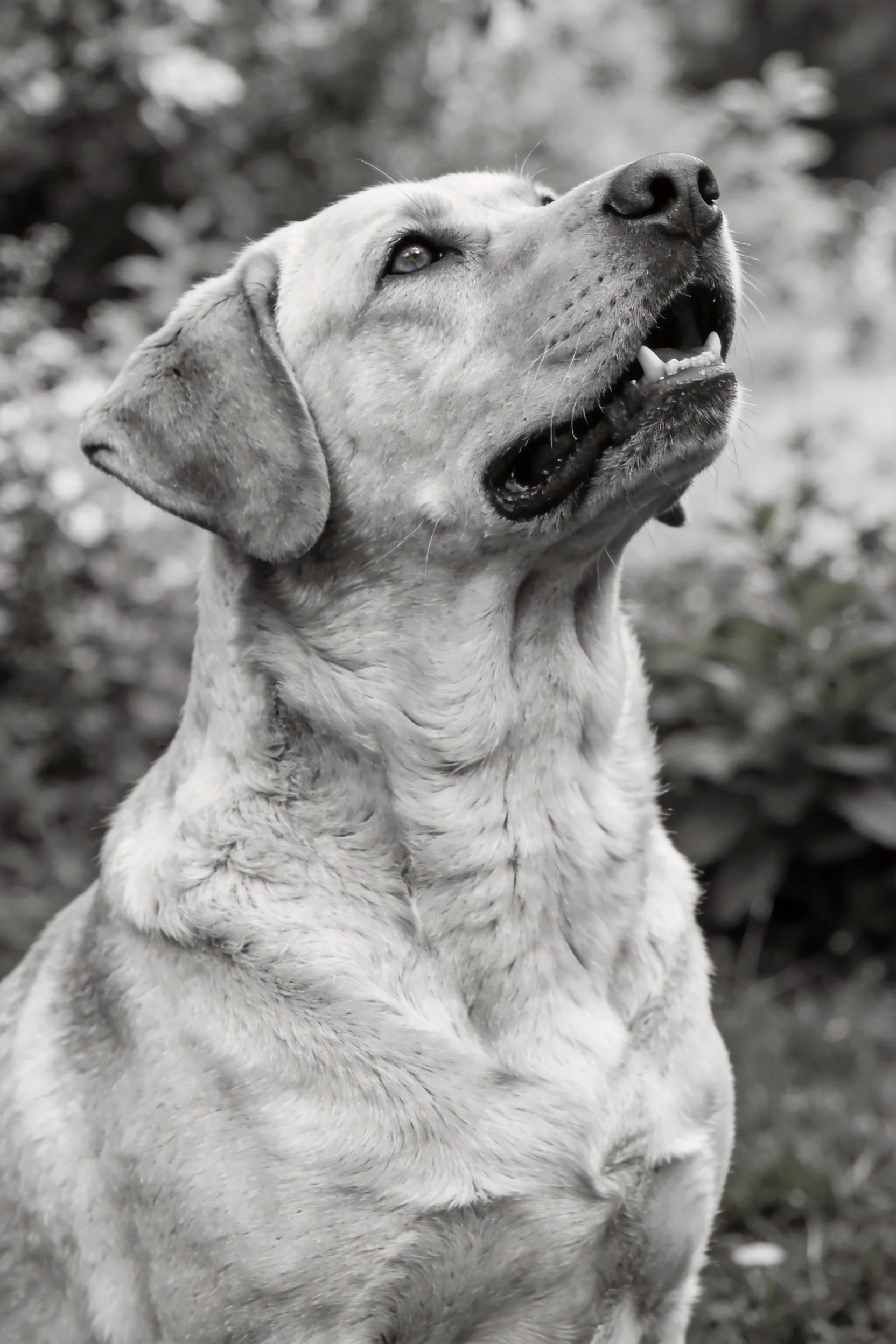 拉布拉多猎犬抬头仰望,眼睛明亮,嘴巴张开,毛发纹理清晰可见。