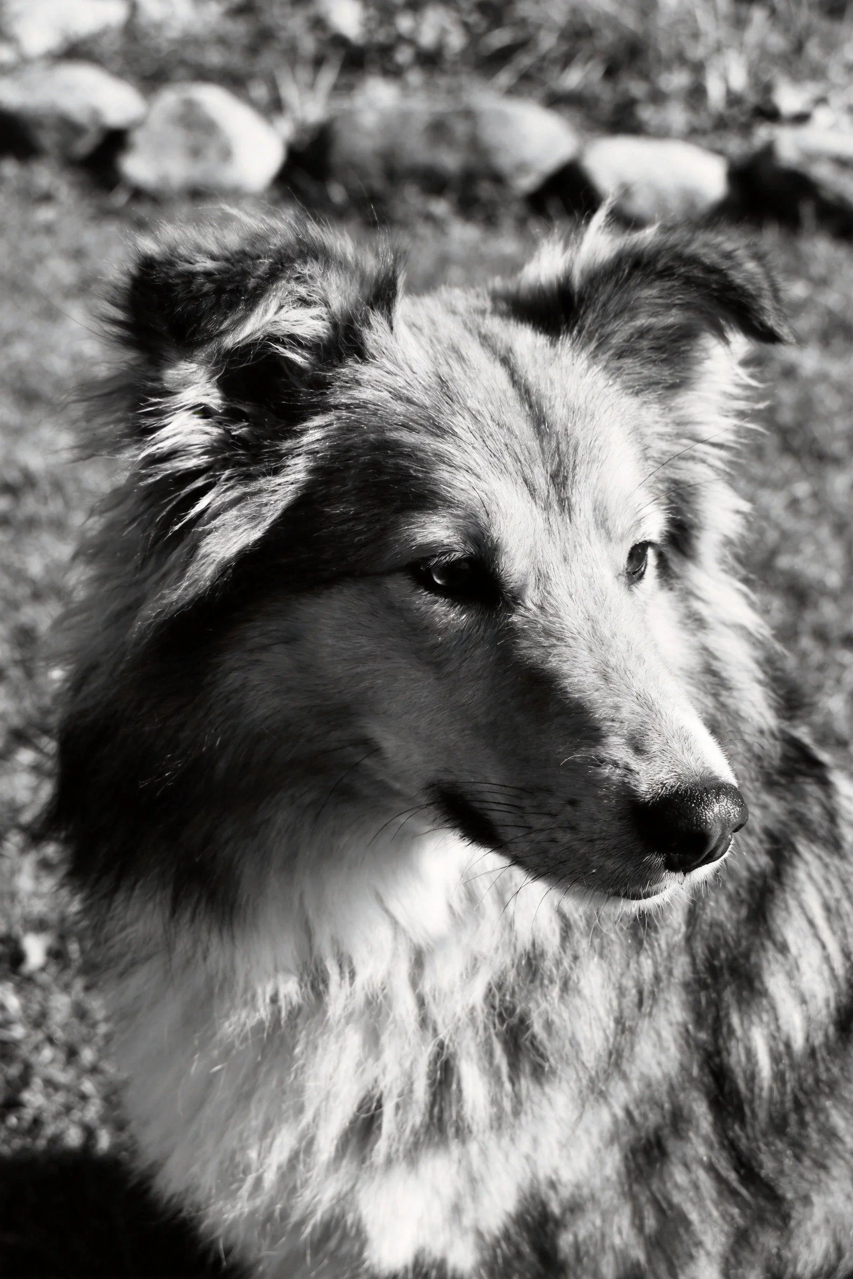 谢德兰牧羊犬有着浓密波浪状毛发,黑白影调下展现出柔和的面部轮廓与专注的眼神。