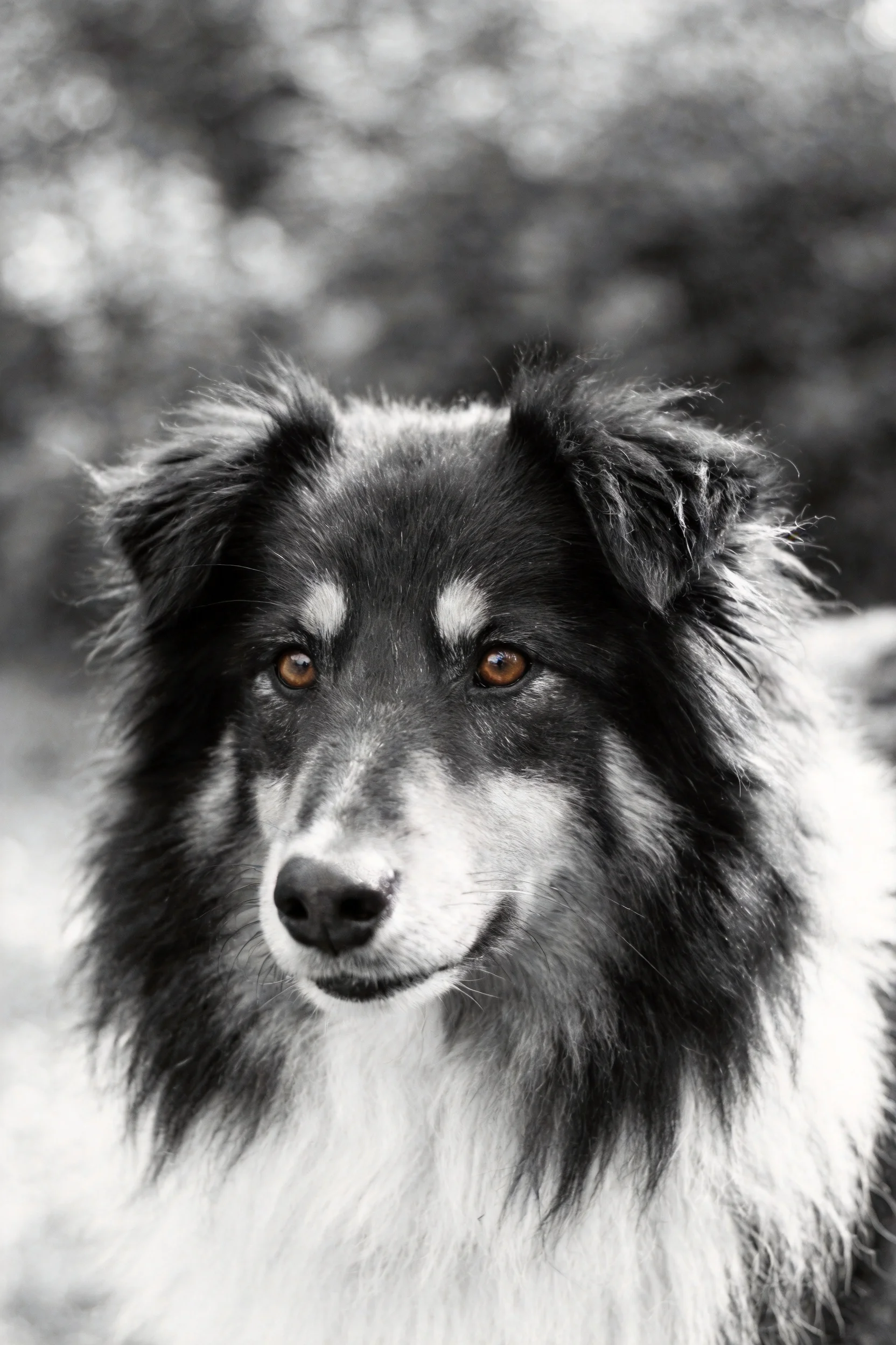 谢德兰牧羊犬有着棕色眼睛和黑白色毛发,毛发蓬松柔软。