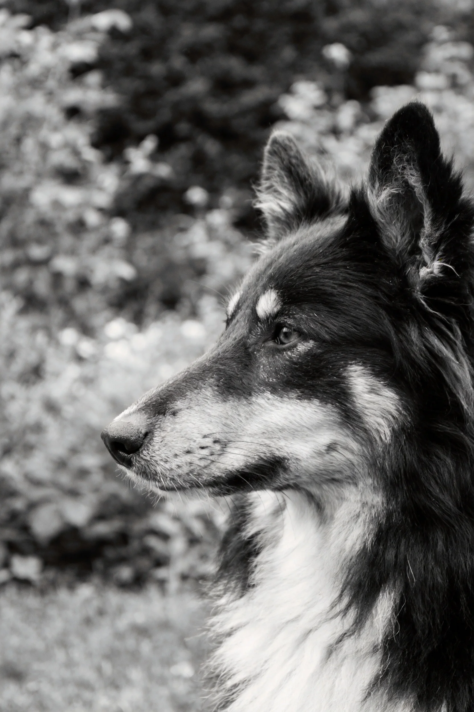 谢德兰牧羊犬黑白相间的毛发与竖立的耳朵,眼神专注地看向远方。