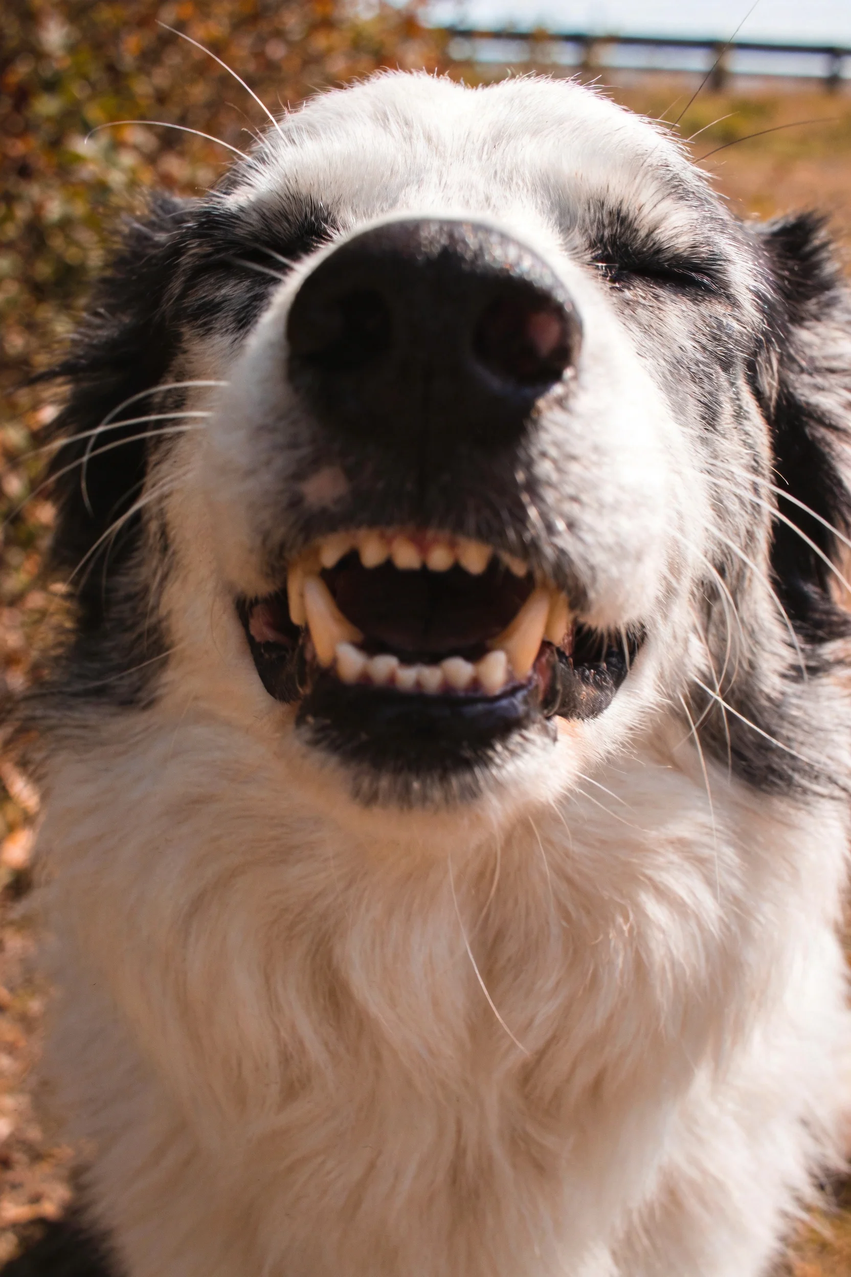 一只黑白相间的边境牧羊犬，嘴巴张开露出牙齿，呈现出的表情状态。