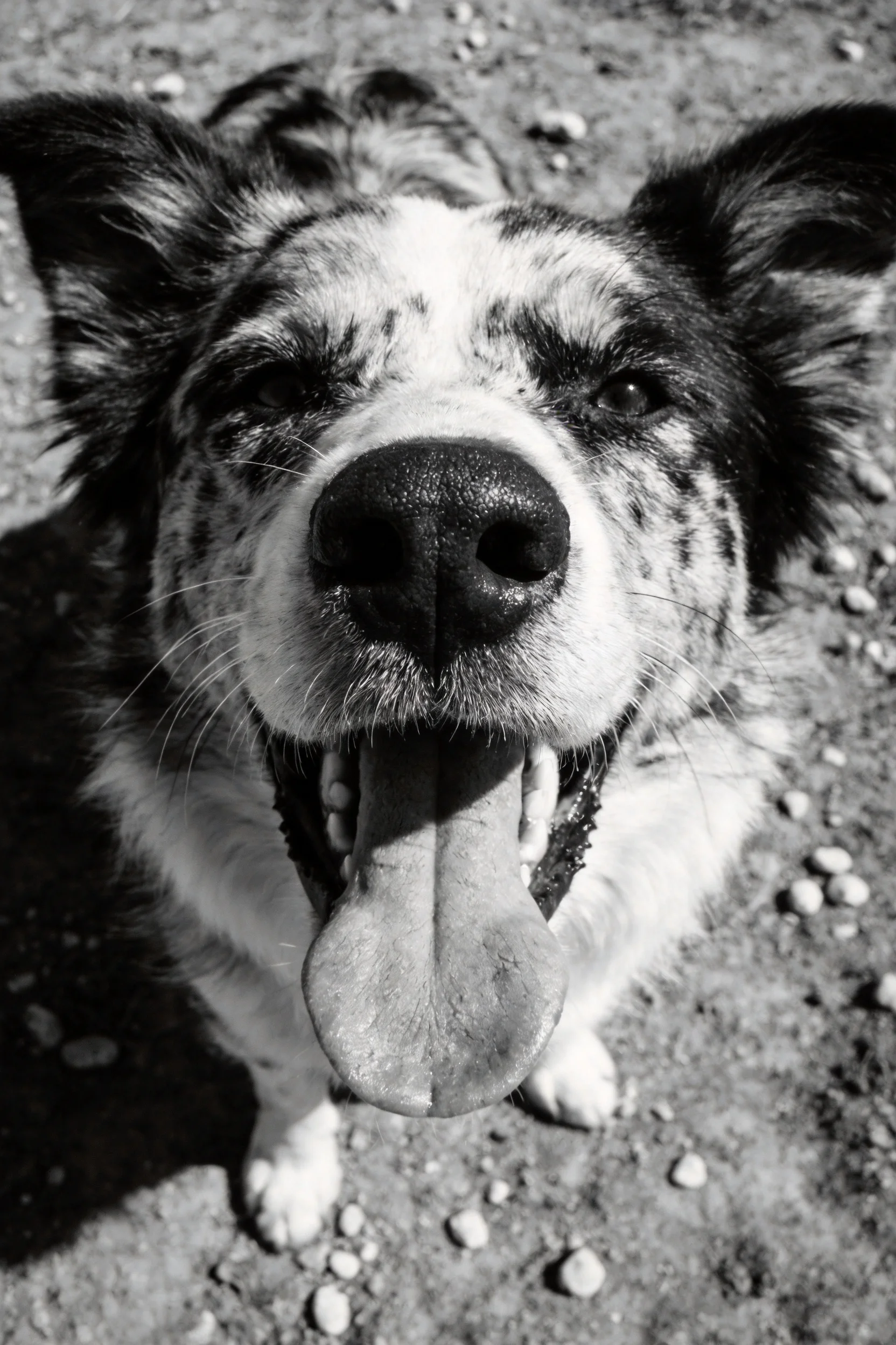 一只斑点型边境牧羊犬的特写镜头，狗狗露出湿润的舌头，处于放松状态。