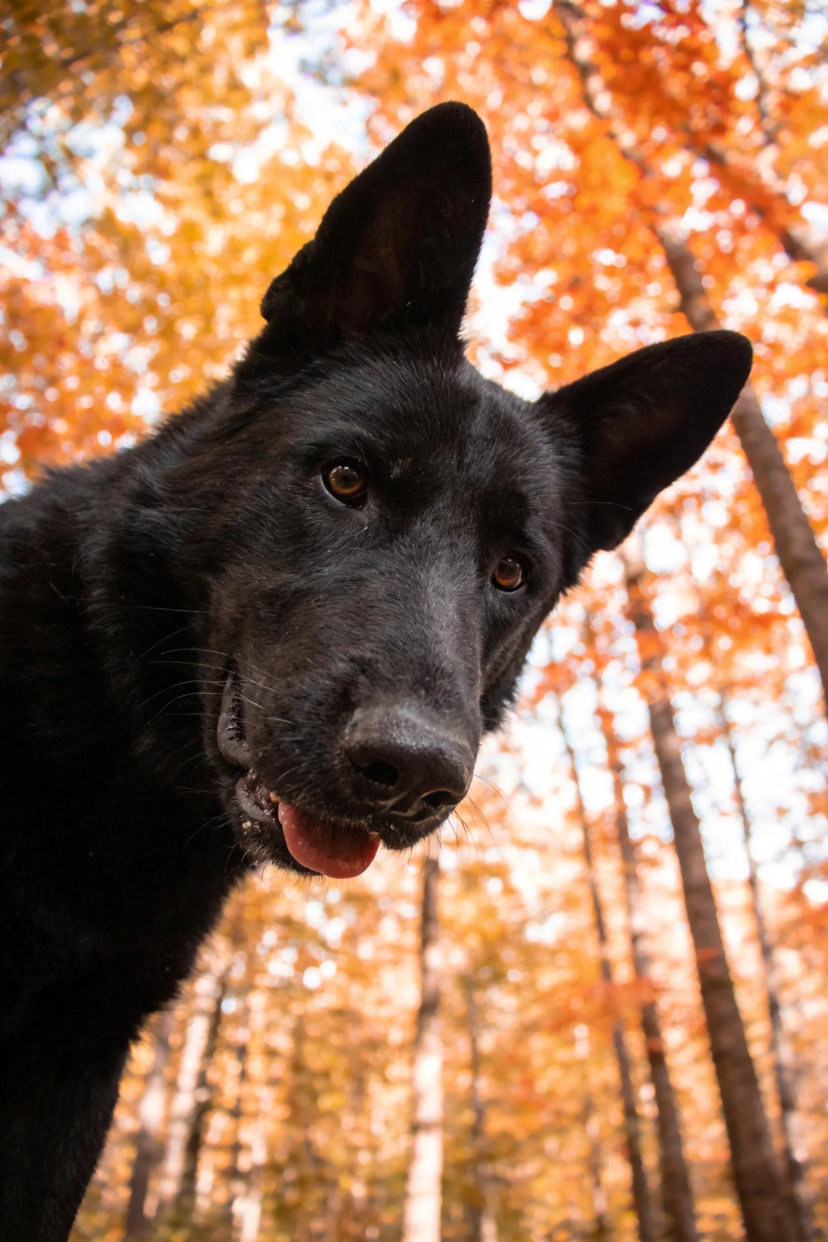 德国牧羊犬注视镜头,黑色皮毛与秋季树林形成鲜明对比,耳朵竖立姿态。
