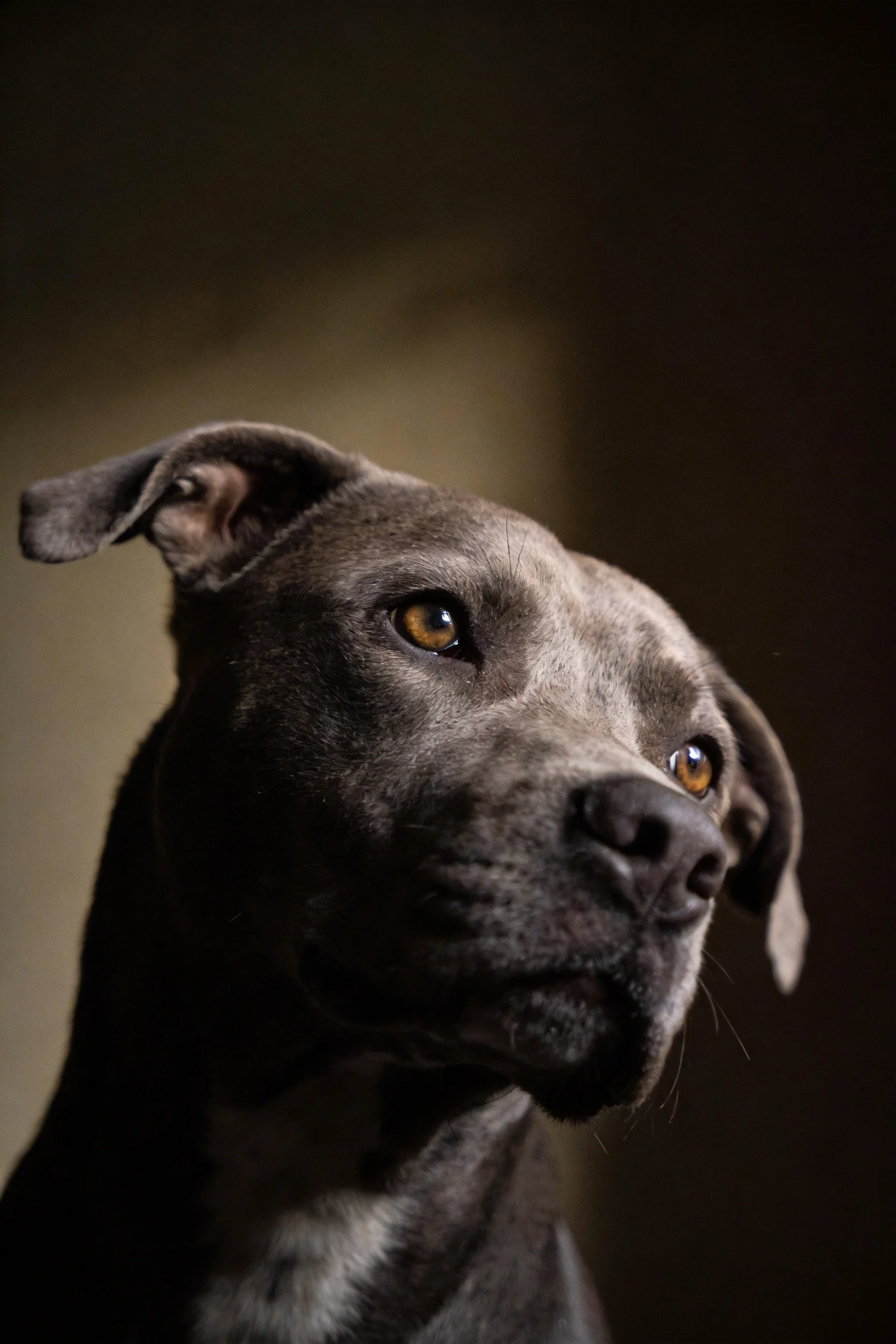 一只蓝色比特犬,眼部明亮,毛发呈蓝灰色,处于特写拍摄状态。