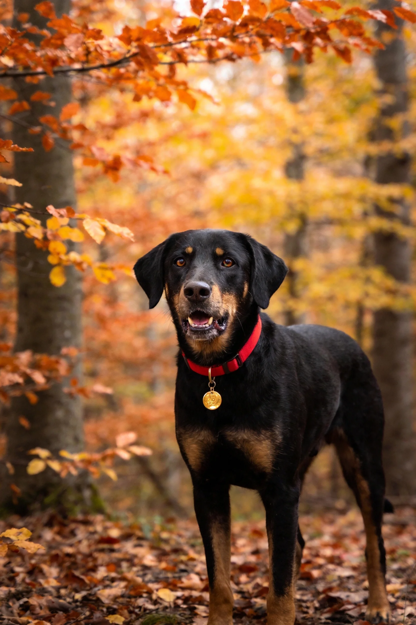 一只黑棕色猎犬戴着红色项圈，站在秋日森林落叶小径上，金色身份牌挂在红色项圈上。