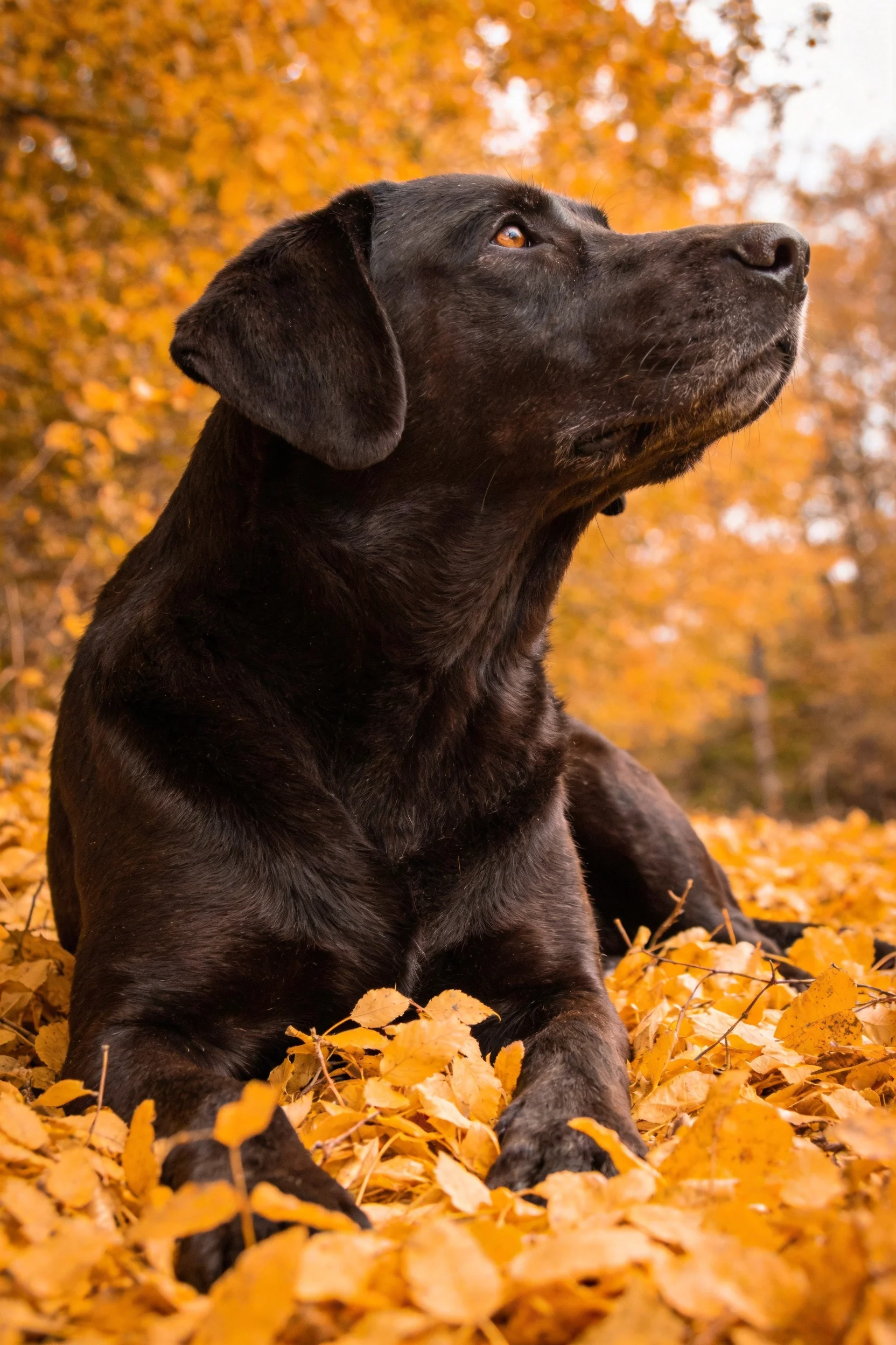 黑色拉布拉多犬注视远方,光滑的被毛与金黄落叶形成鲜明对比。