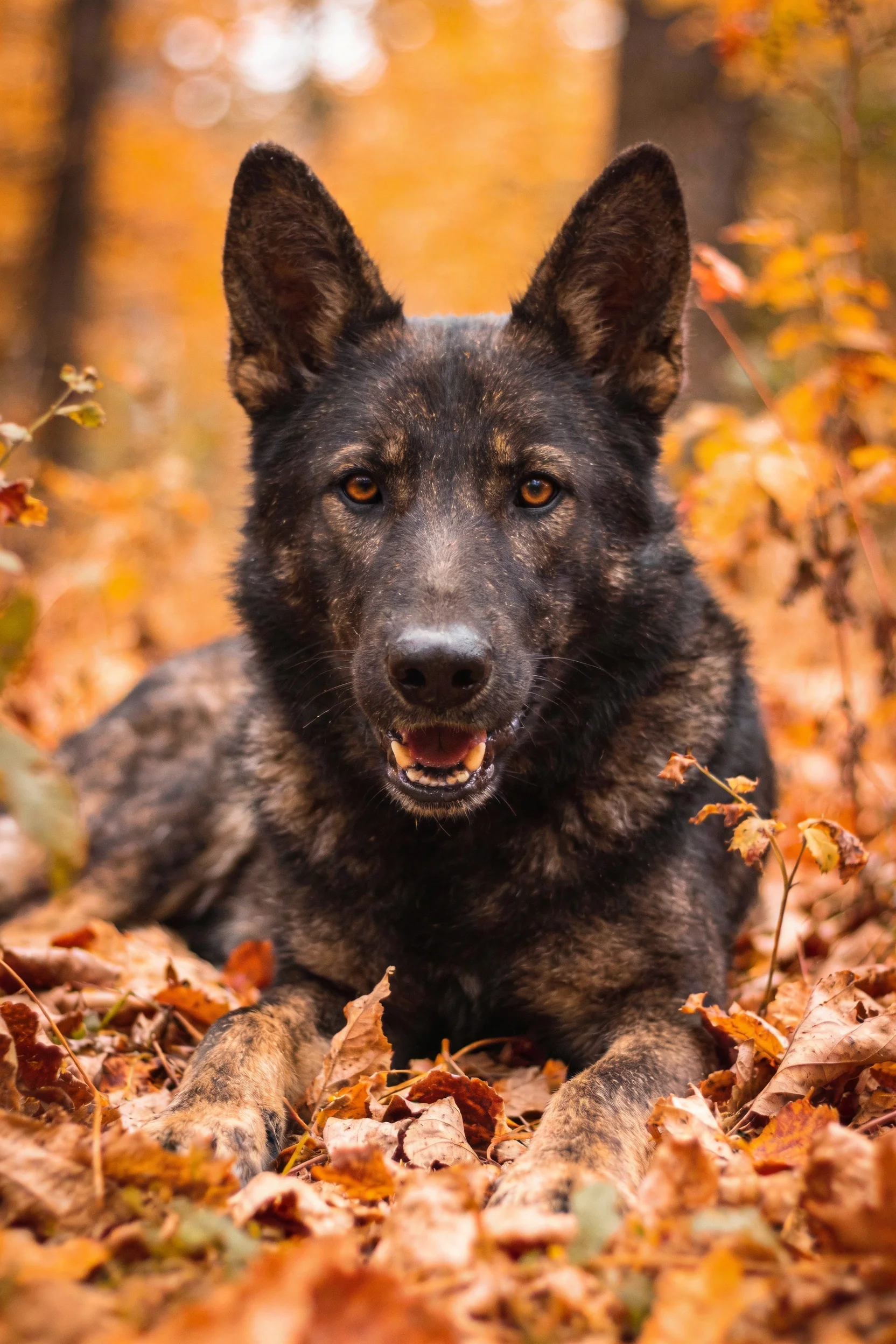 德国牧羊犬安静地躺卧在满是金黄与橙红色落叶的地面，耳朵竖立，目光平视镜头。