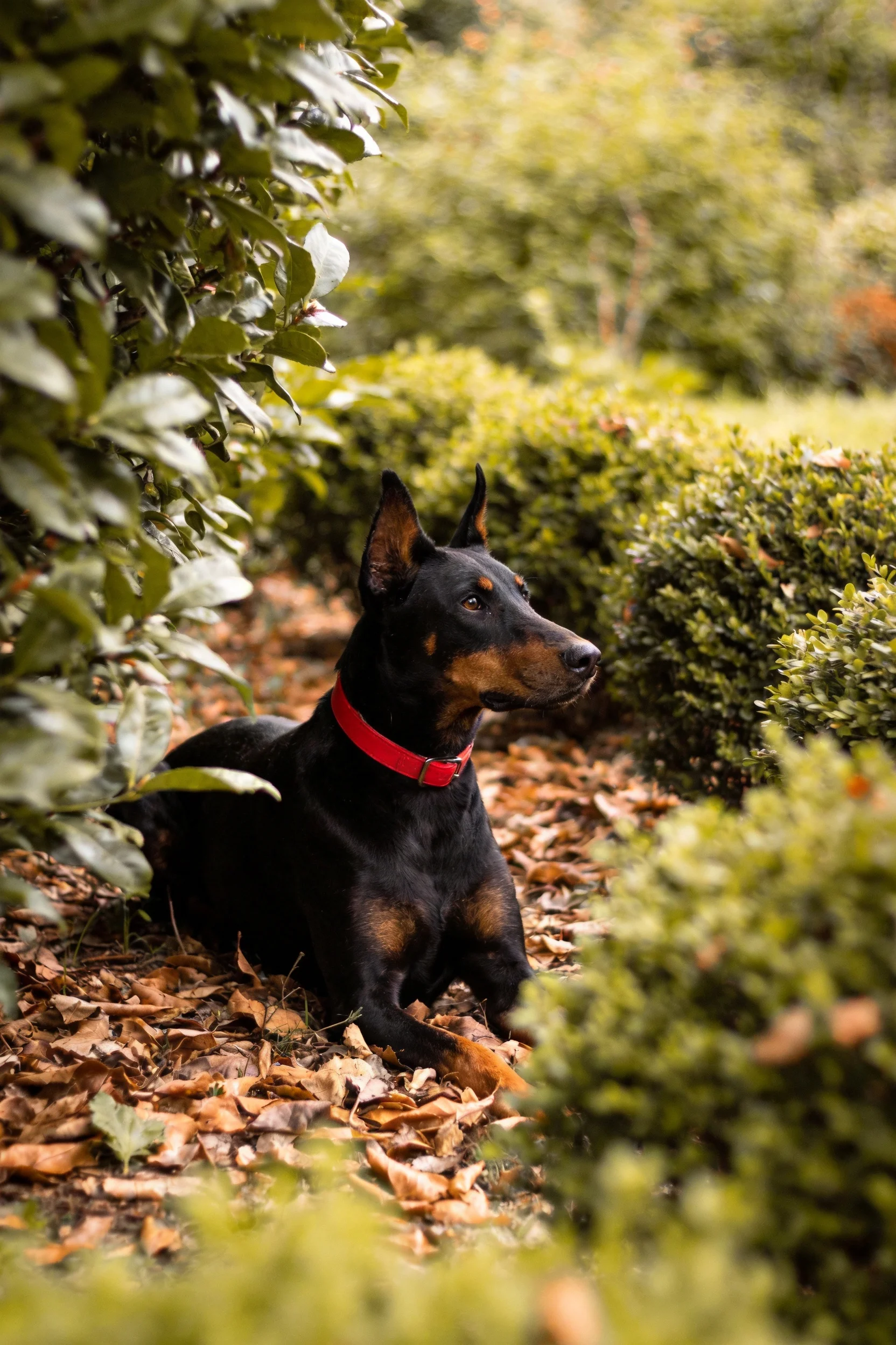 杜宾犬安静躺卧,黑棕相间的皮毛与红色项圈清晰可见。