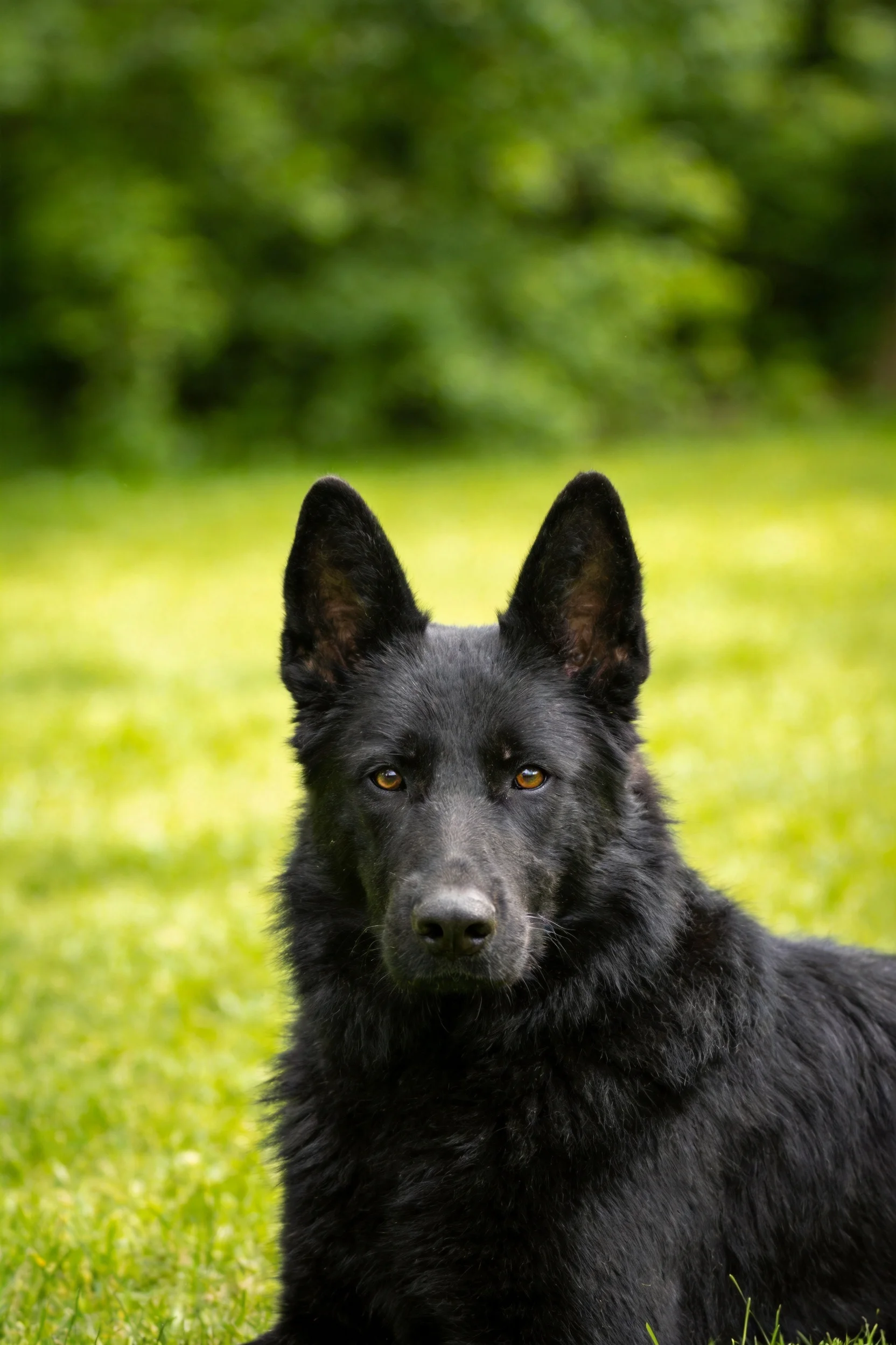 德国牧羊犬有着竖立的耳朵和专注的眼神,正安静地坐在草地上。