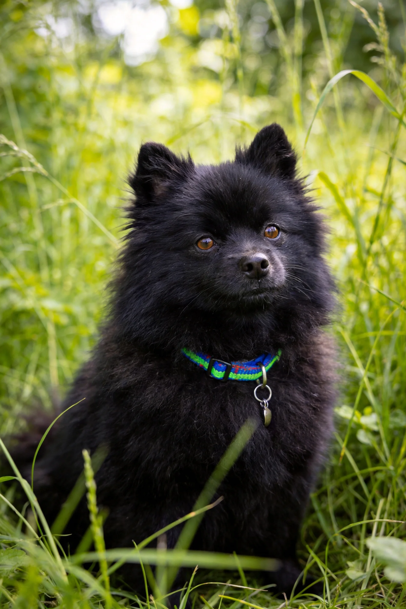 一只黑色的博美犬,脖颈处戴着彩色项圈,安静地坐在草丛中,毛发蓬松柔软。