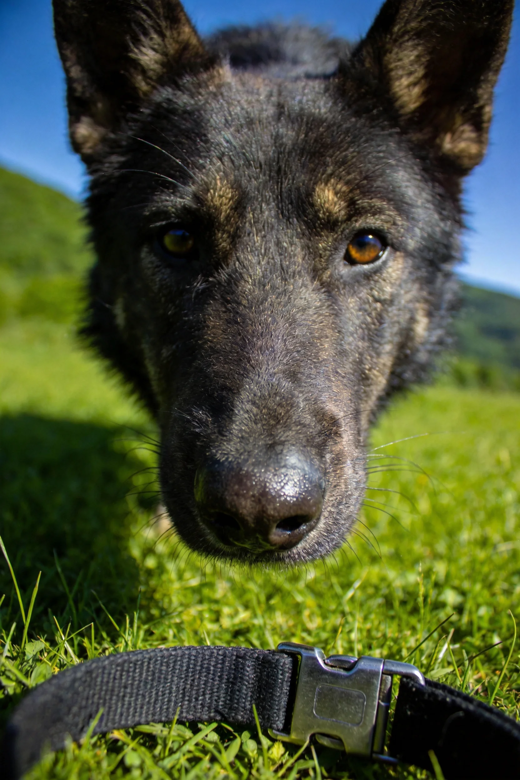 一只在户外草地上专注凝视镜头的比利时马里努阿犬,湿润的鼻尖与明亮的眼神清晰可见。