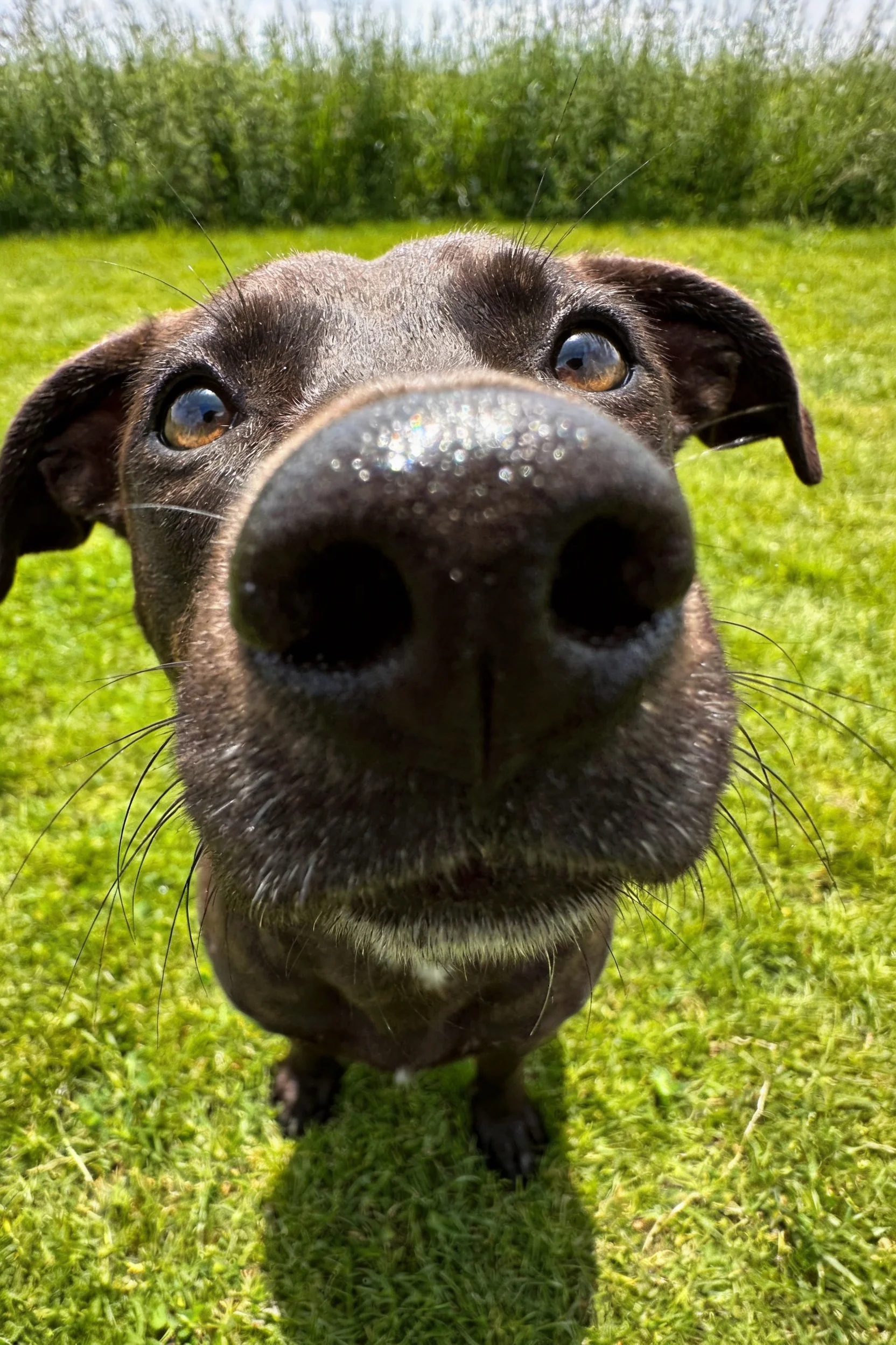 短毛混血犬黑色的湿润鼻头紧贴镜头,双眼明亮注视镜头方向。