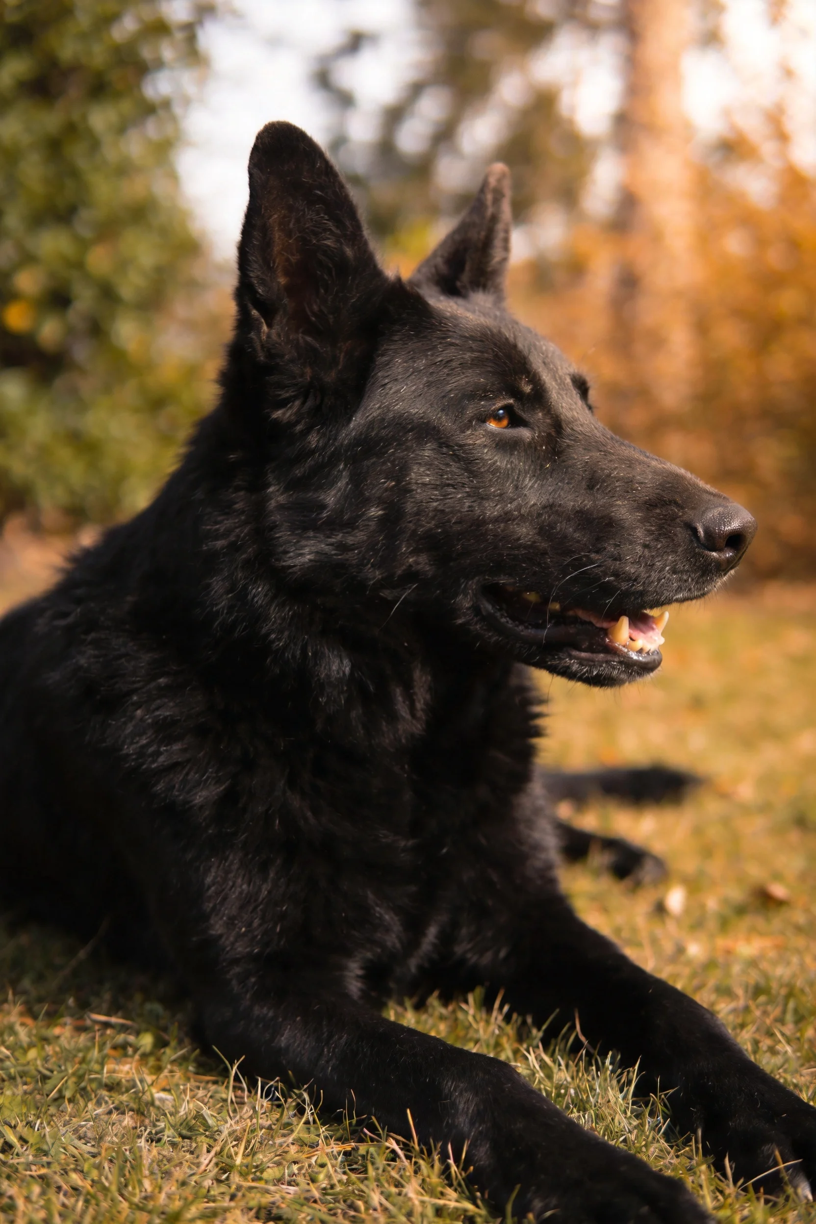 黑比利时马里努阿犬趴在草地上,黑色的被毛顺滑有光泽,耳朵竖立,目光看向远方。