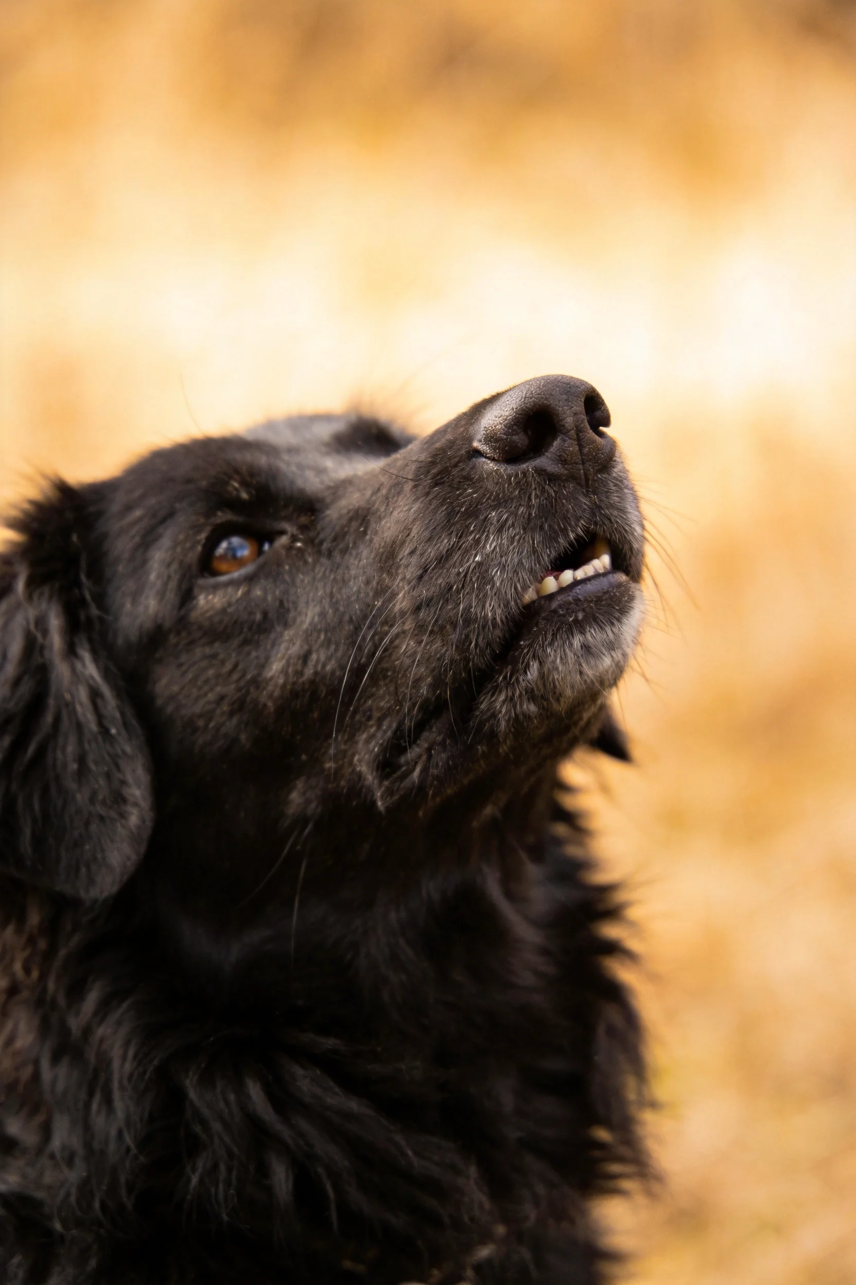 一只黑毛寻回犬仰头凝望,毛发顺滑有光泽,眼神专注明亮。