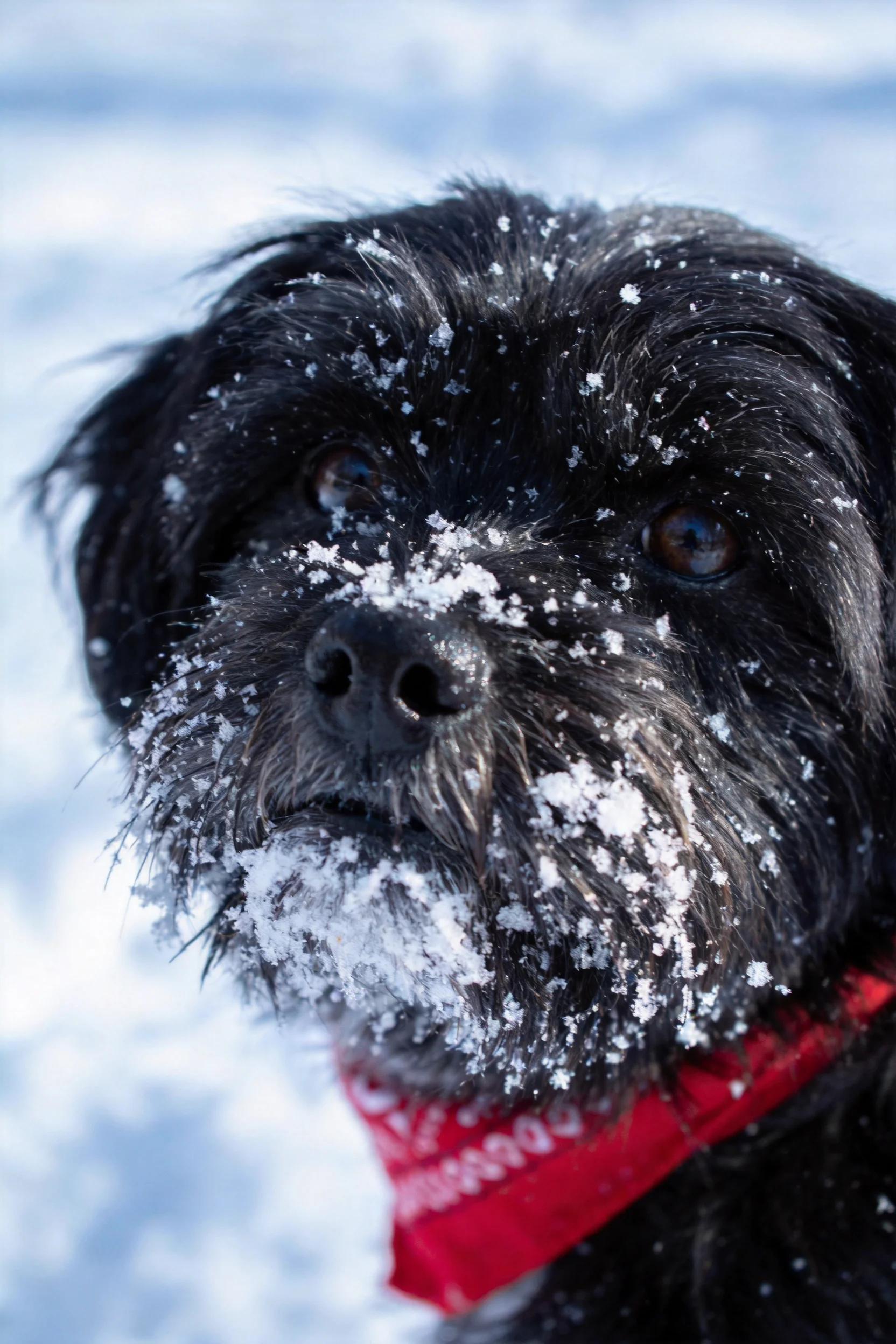 小型混种犬面部沾有雪花，黑色皮毛与红色项圈形成鲜明对比。