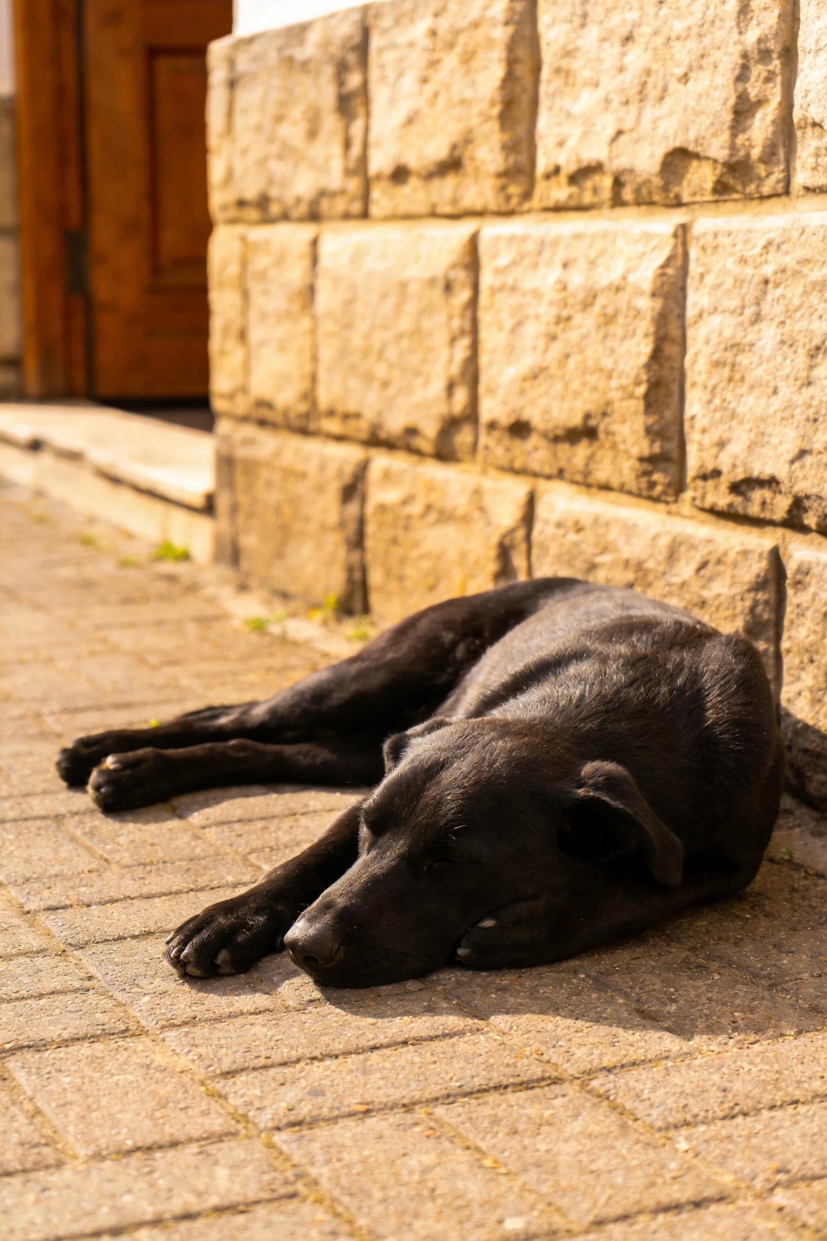 画面中拉布拉多犬黑色皮毛贴伏在砖石地面上，安静处于休憩状态。