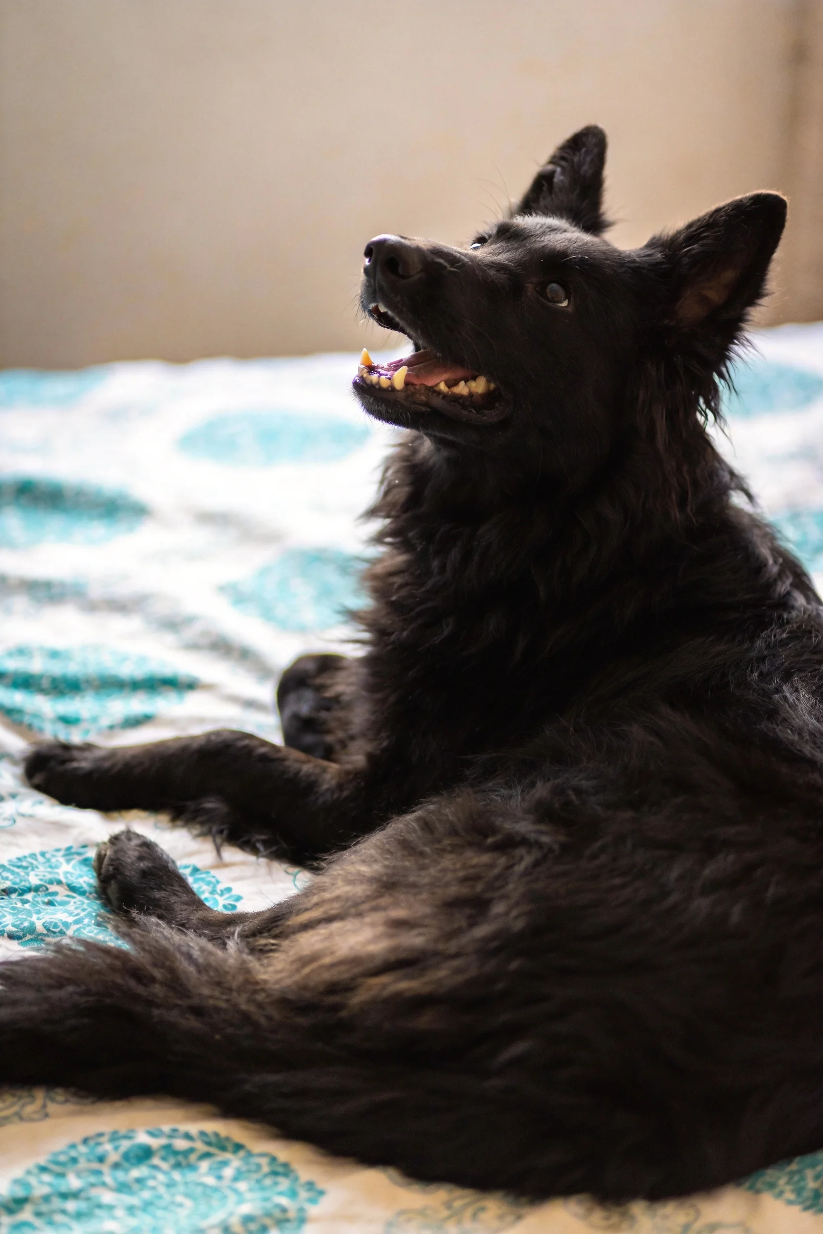 一只黑色长毛混种犬,嘴巴张开露出牙齿,耳朵竖立,毛发浓密有光泽。