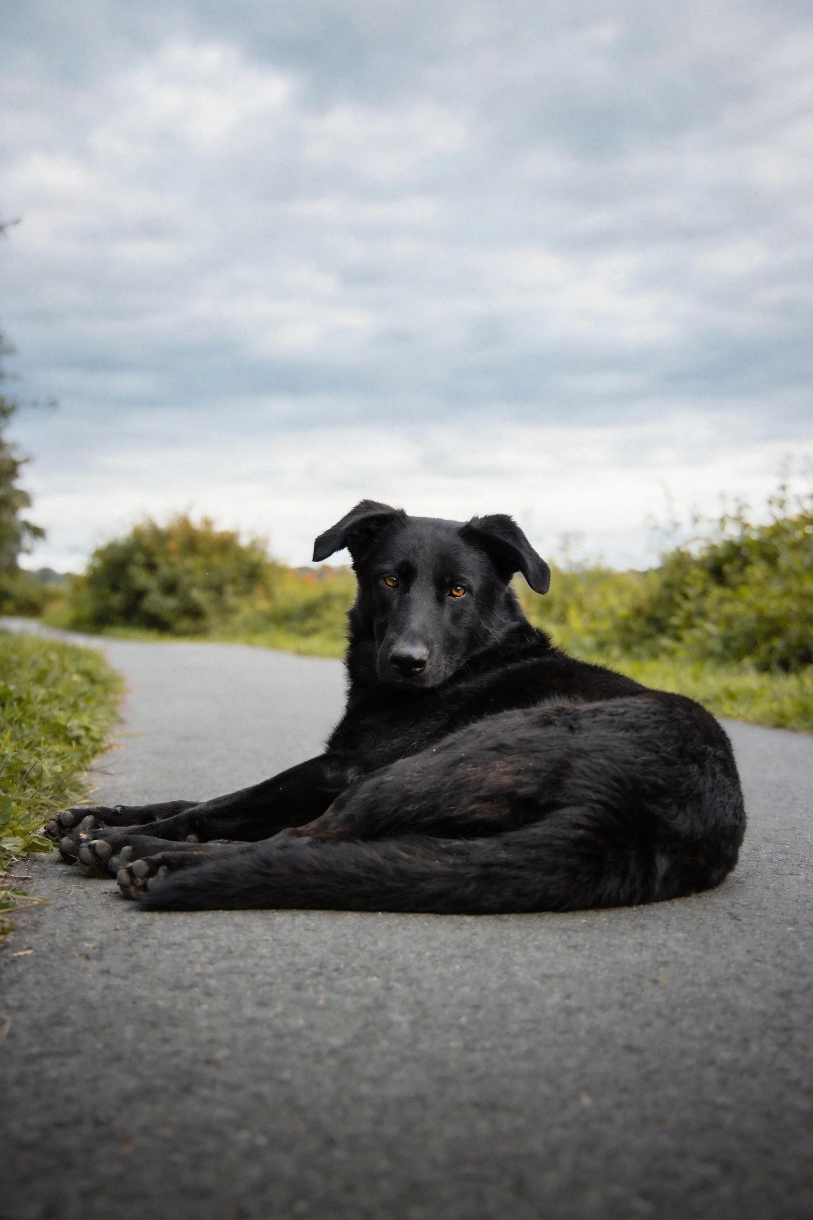 黑长毛工作犬安静趴卧在青灰色道路上,黑色毛发顺滑贴附身体表面。