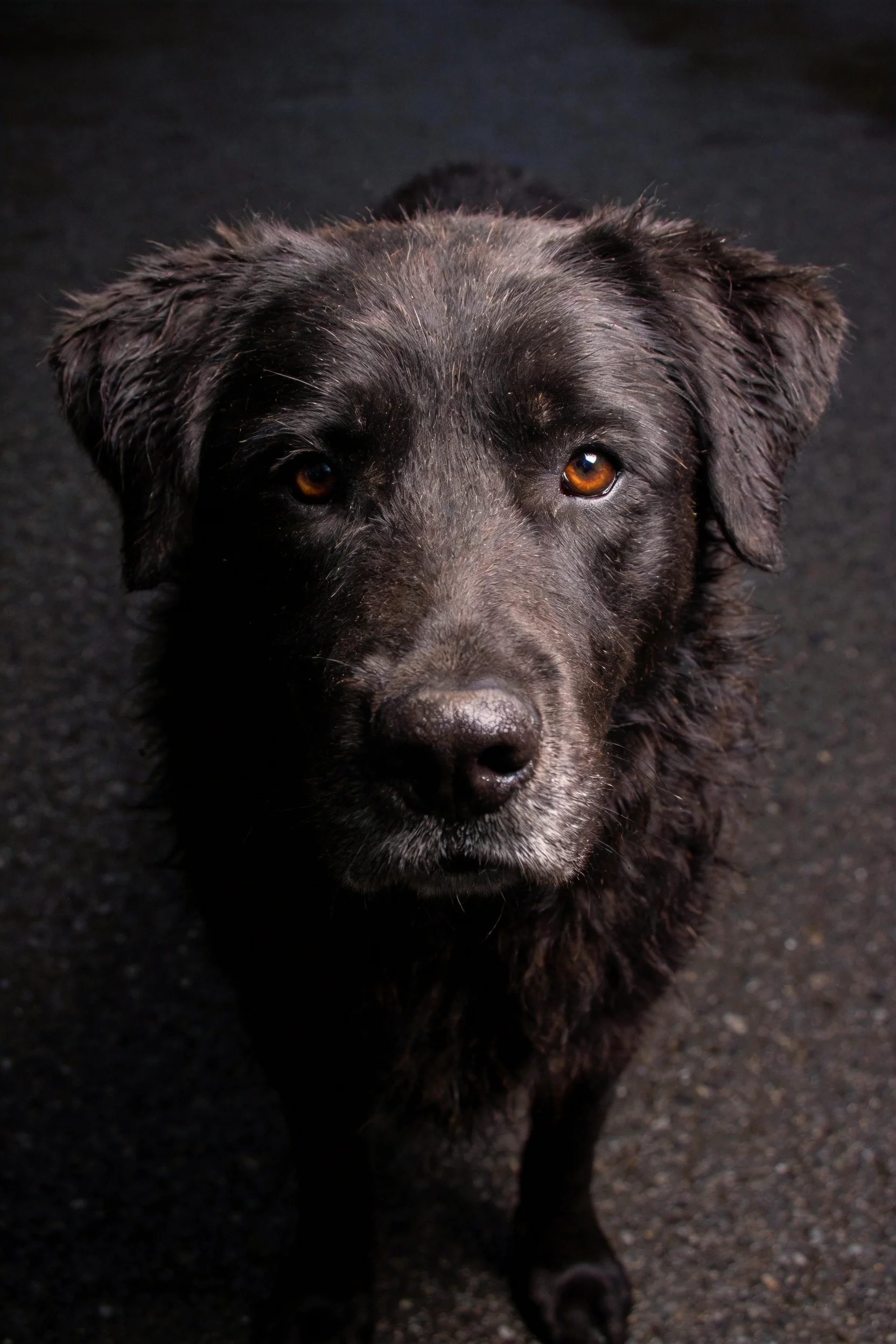 黑拉布拉多犬眼神温和,湿润的黑色毛发紧贴身体,呈现特写效果。