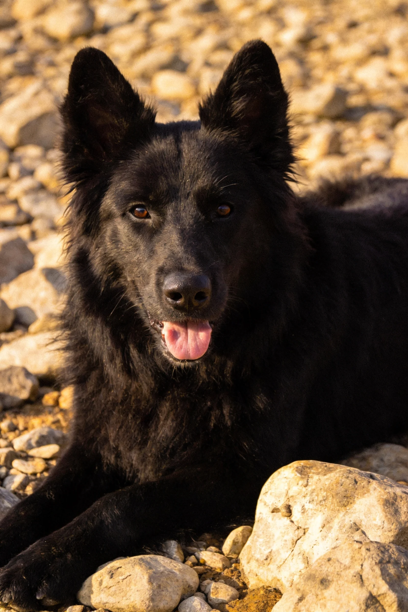 德国牧羊犬趴在岩石上,浓密的黑色毛发清晰可见,舌头微微伸出。