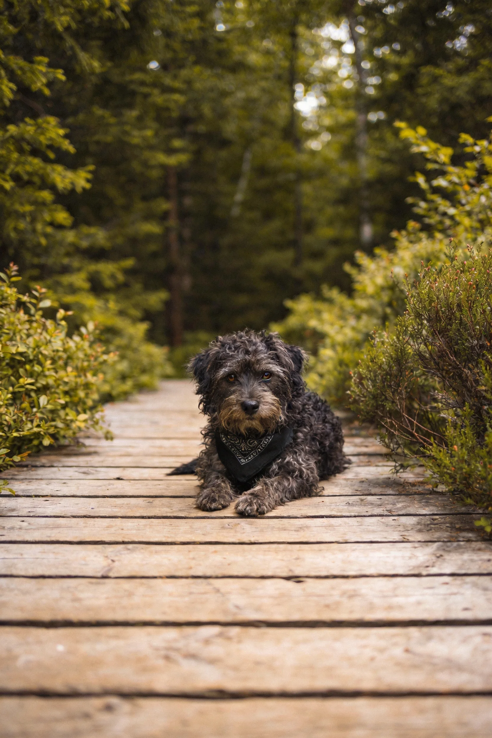 卷毛混血犬安静趴在森林木质步道上,黑色卷曲毛发与环境形成鲜明对比。
