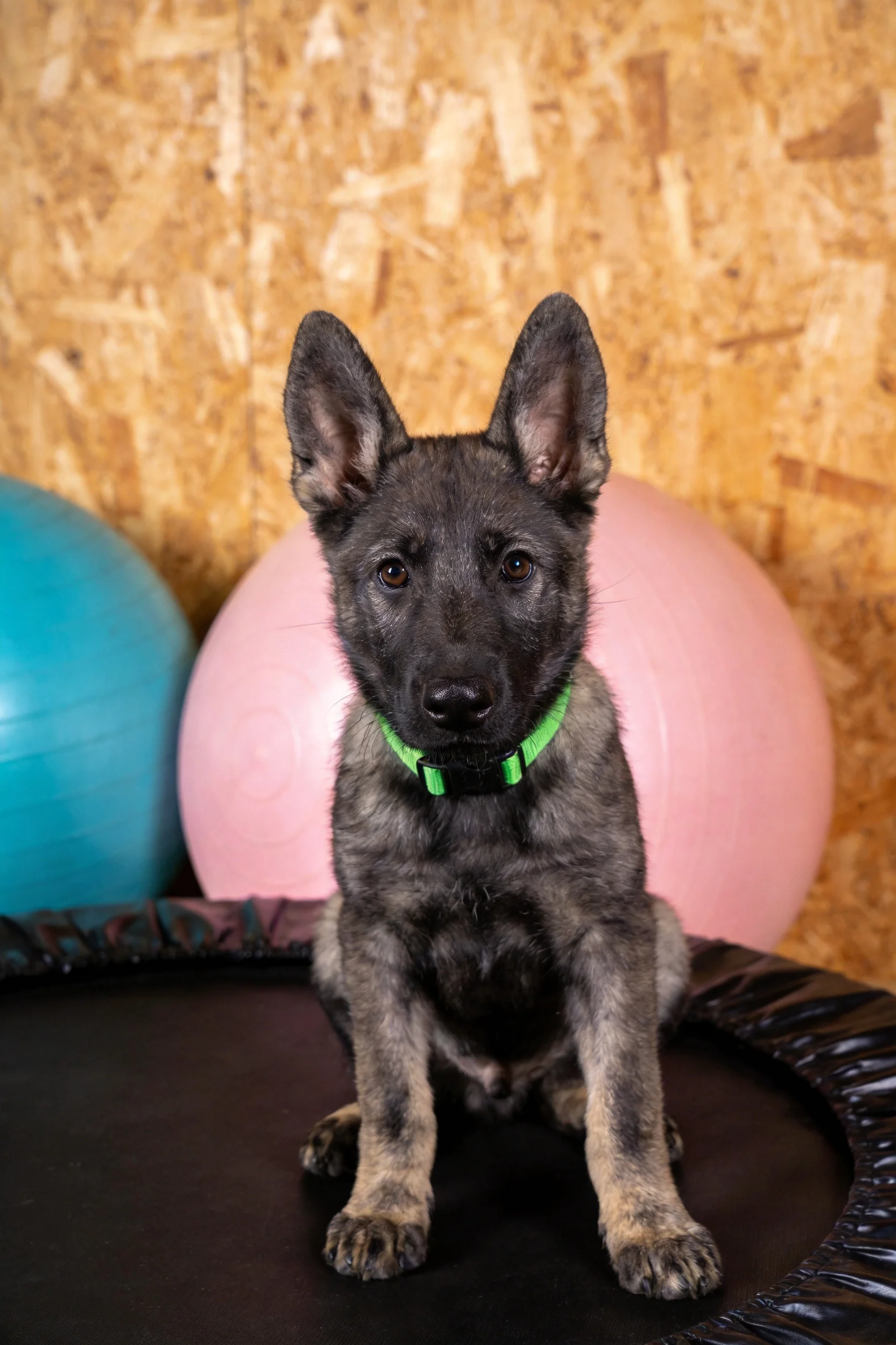 德国牧羊犬幼犬戴着绿色项圈,耳朵竖立,眼神专注,坐在黑色平台上,背景有彩色健身球。