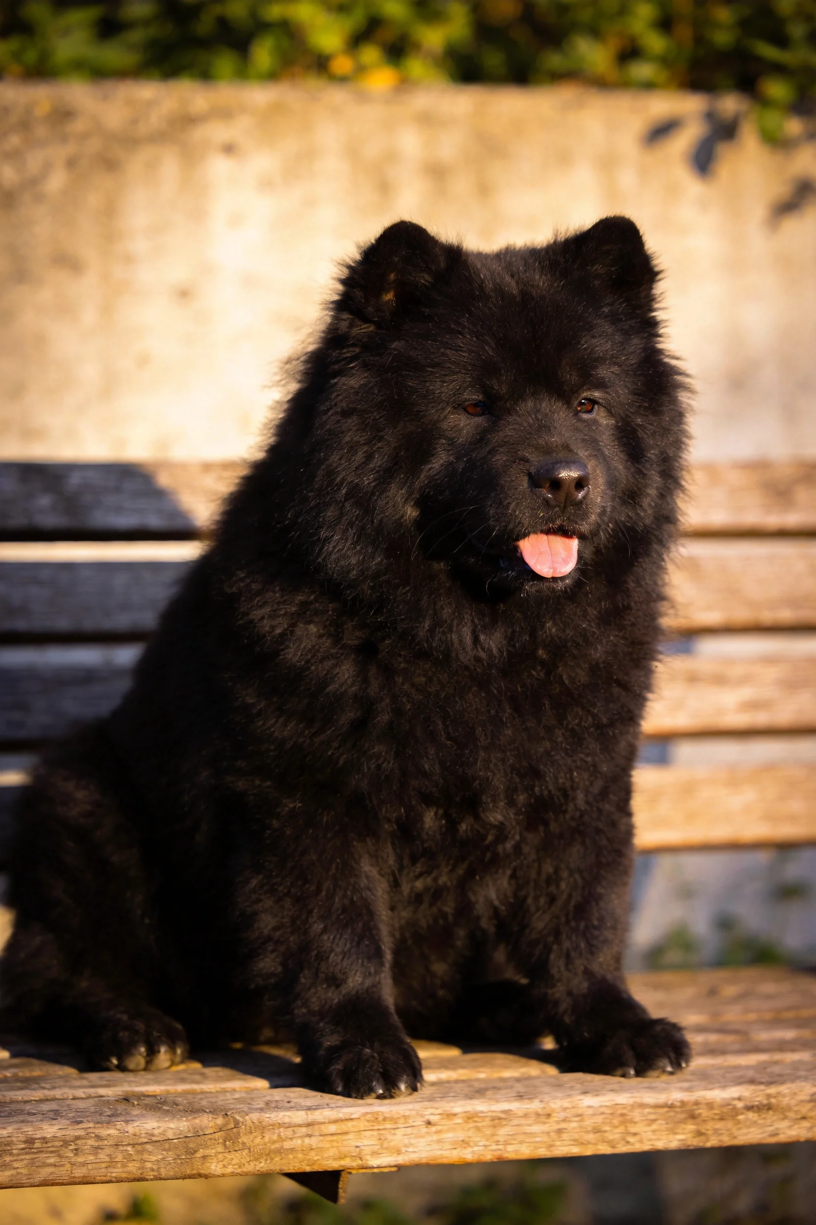 黑色松狮犬,蓬松的黑毛覆盖全身,嘴巴张开露出粉色舌头。