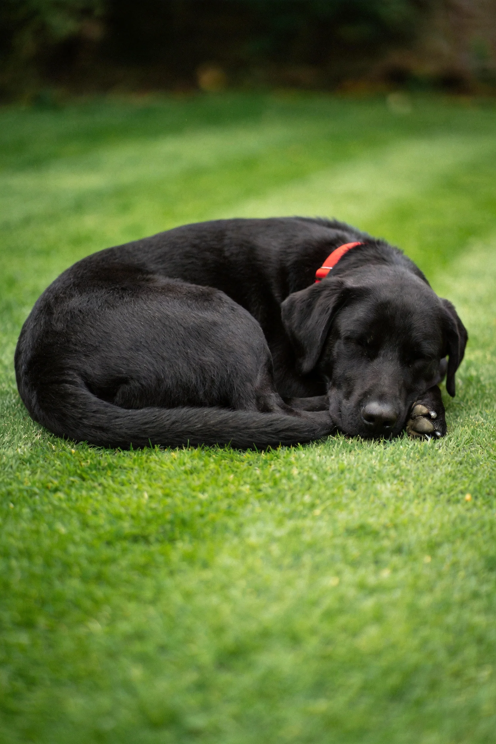 黑色拉布拉多犬蜷卧在翠绿草地上,红色项圈明显,被毛顺滑贴附于身体。