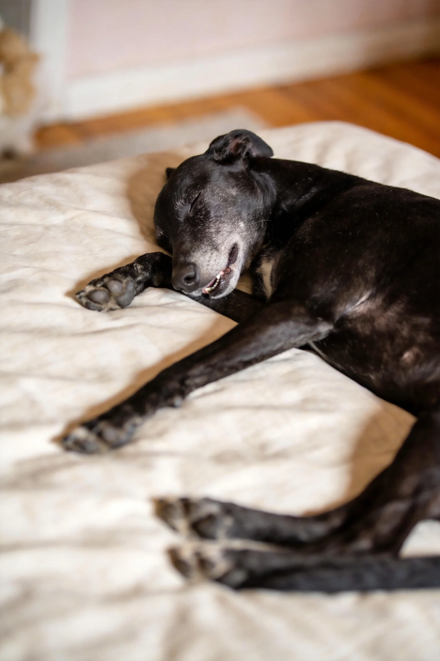 细犬混种犬安静躺卧,面部有灰白色斑纹,毛发光滑贴附在织物表面。