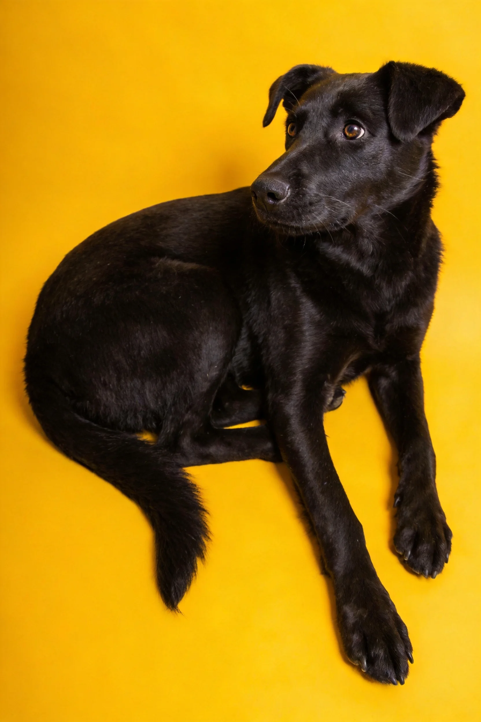 黑色短毛混血犬安静地坐着,眼睛明亮,黑色短毛顺滑贴附在身体上。