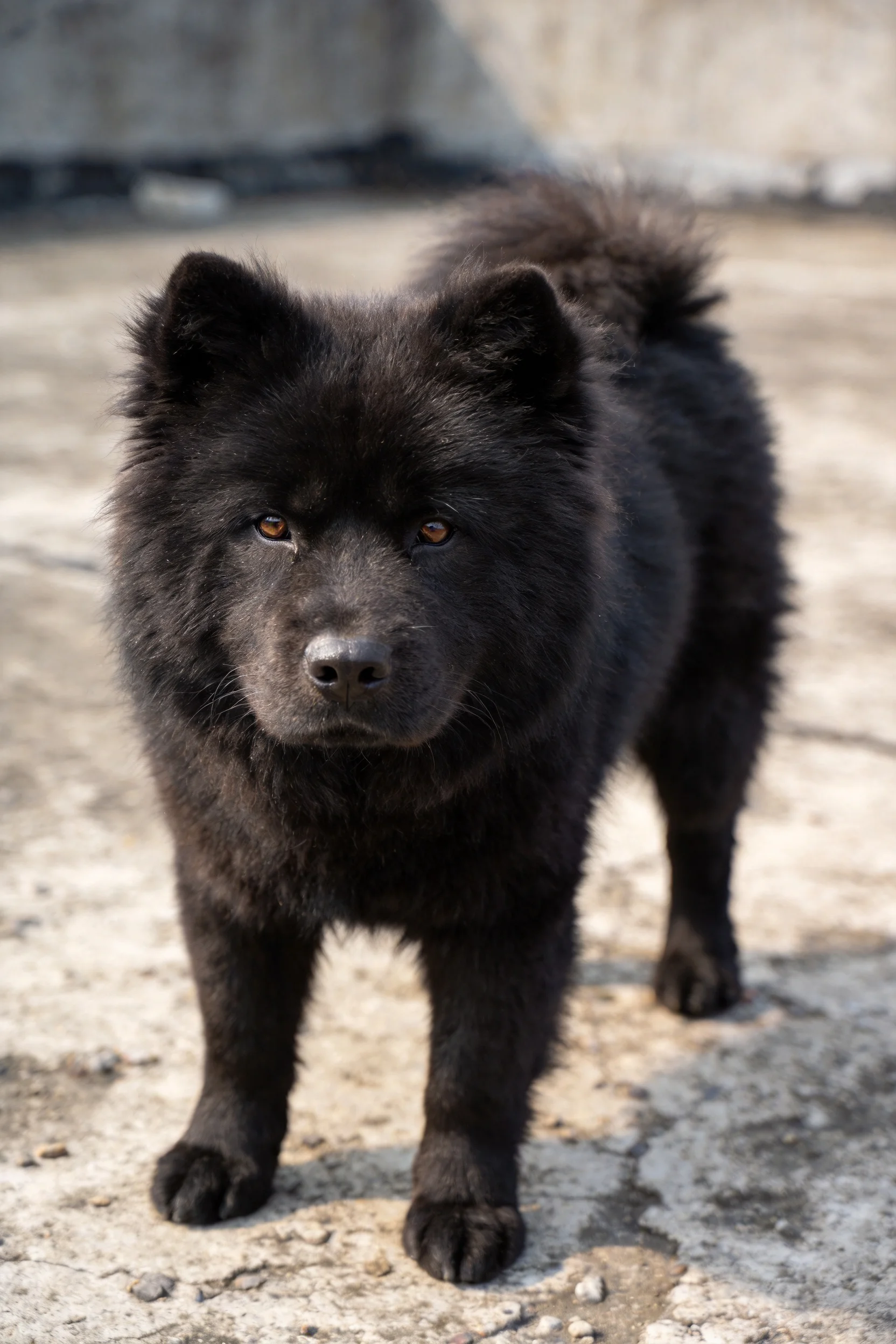 一只黑色的松狮犬站在水泥地面上,毛发浓密蓬松,眼神专注。