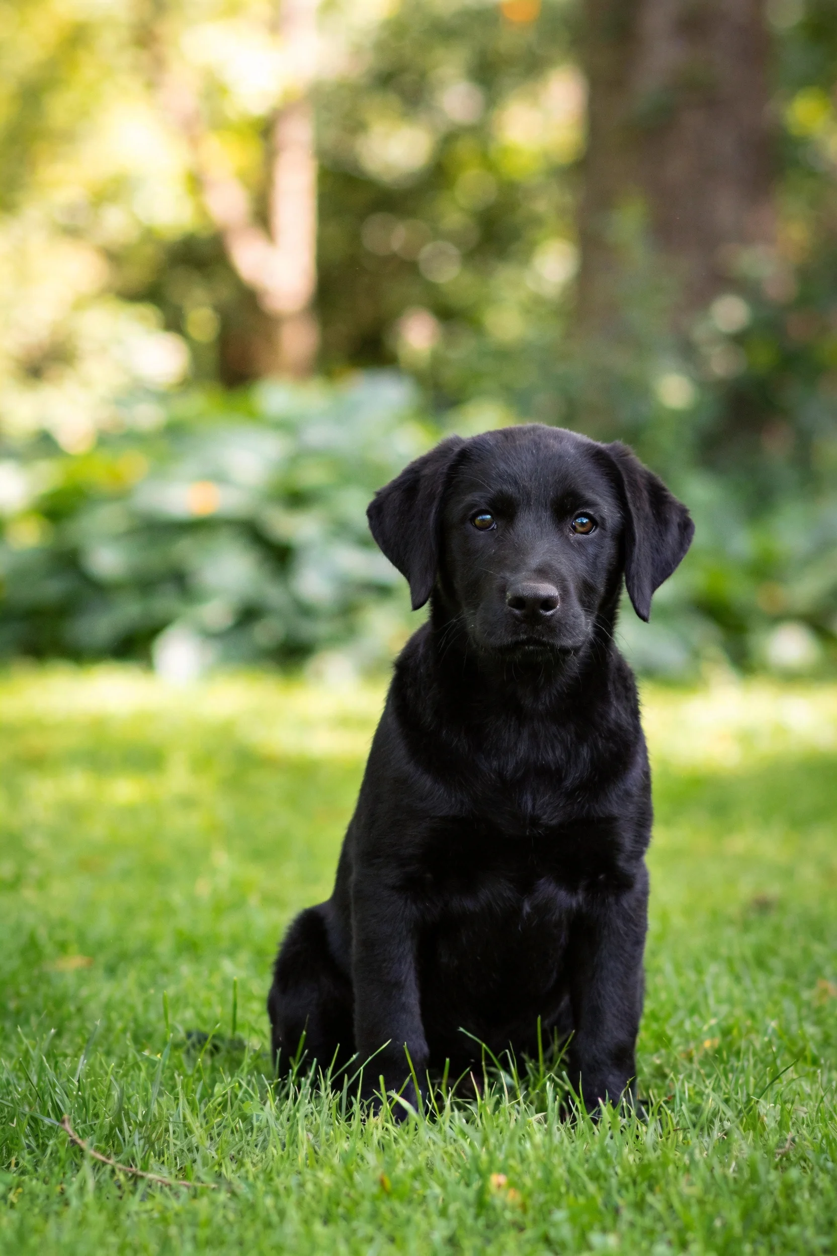 黑色拉布拉多幼犬安静地坐在绿草地上,乌黑柔软的被毛清晰可见。