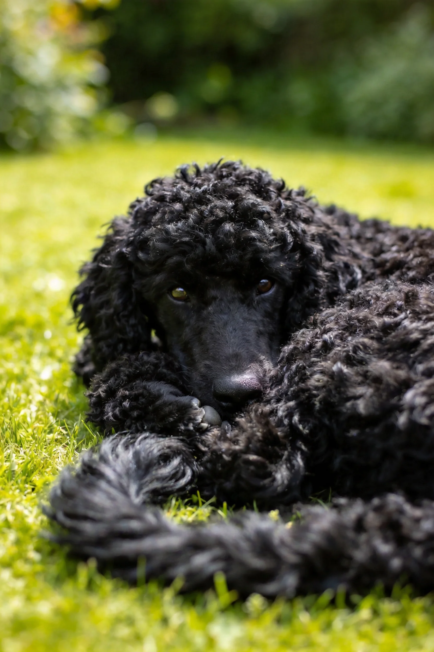 一只卷毛贵宾幼犬趴在草地上,浓密的黑色卷毛清晰可见。