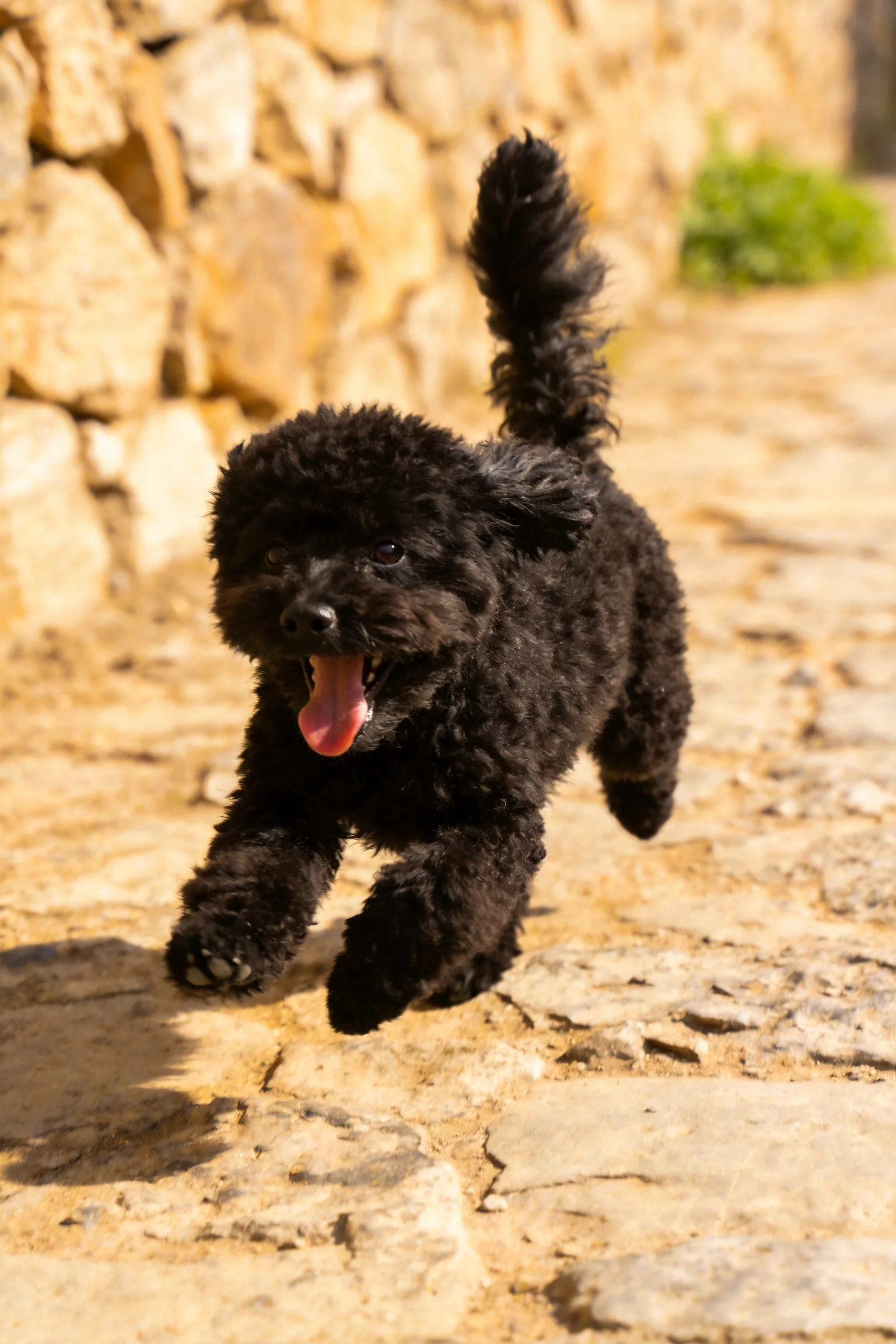一只黑色的贵宾犬正张开嘴巴奔跑,卷曲的毛发清晰可见。