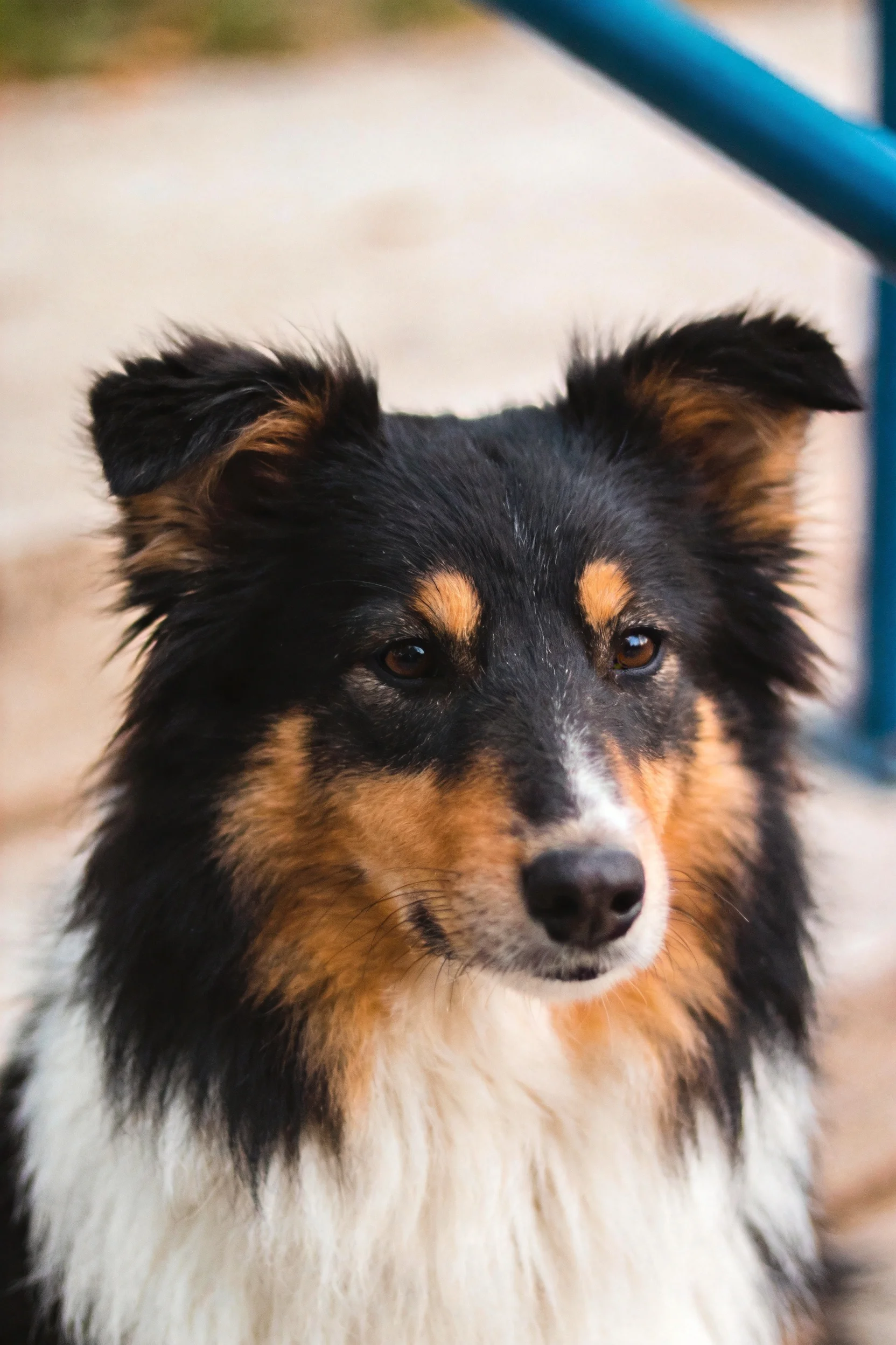 一只设得兰牧羊犬,有着黑白棕三色毛发,眼部周围有明显的棕色斑纹,耳朵呈竖立状态。