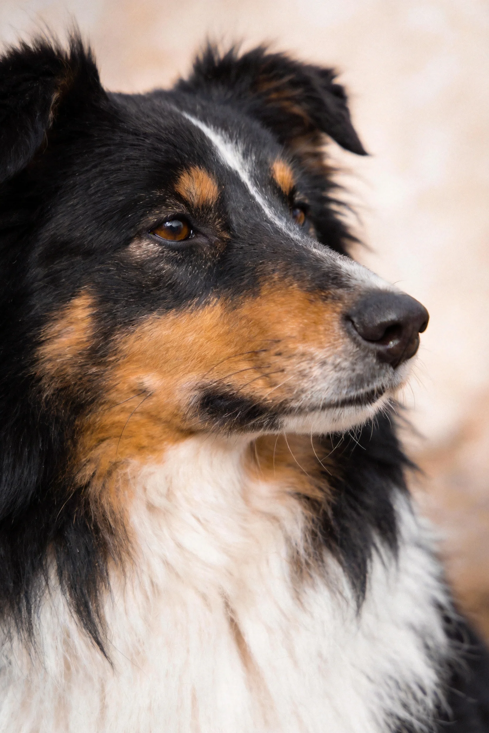 画面中是一只喜乐蒂牧羊犬,它有着黑白棕三色毛发,眼睛明亮,面部纹理清晰。