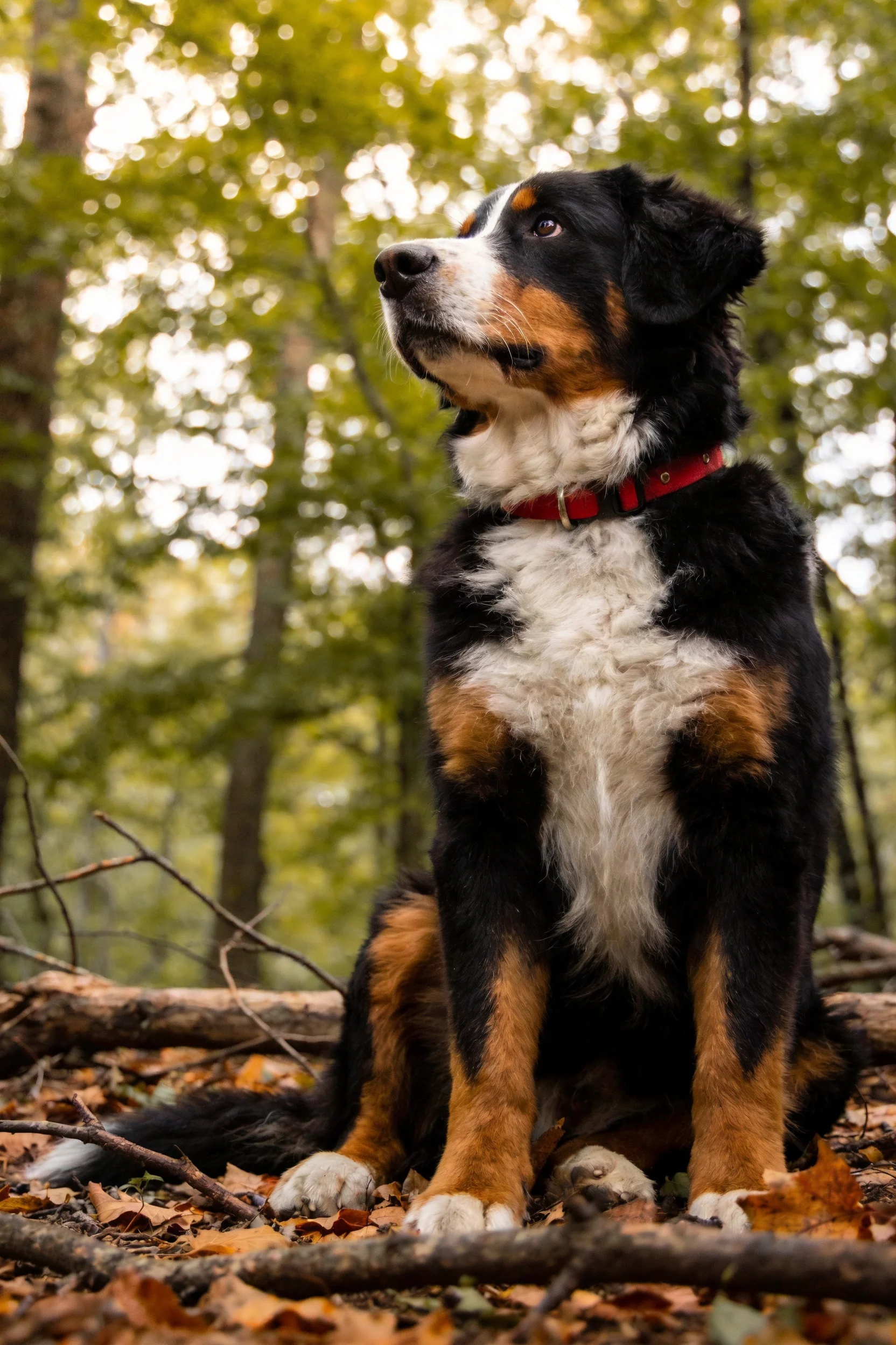 伯恩山犬有着黑、白、棕三色毛发,佩戴红色项圈,正抬头凝视远方。