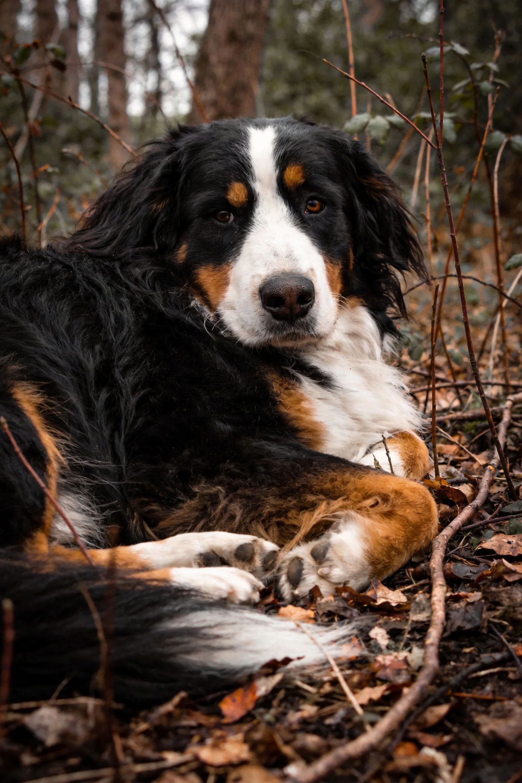 一只伯恩山犬安静地躺卧在森林地面,黑色的长卷毛与白色、棕色毛发形成鲜明对比,前爪交叉放置。