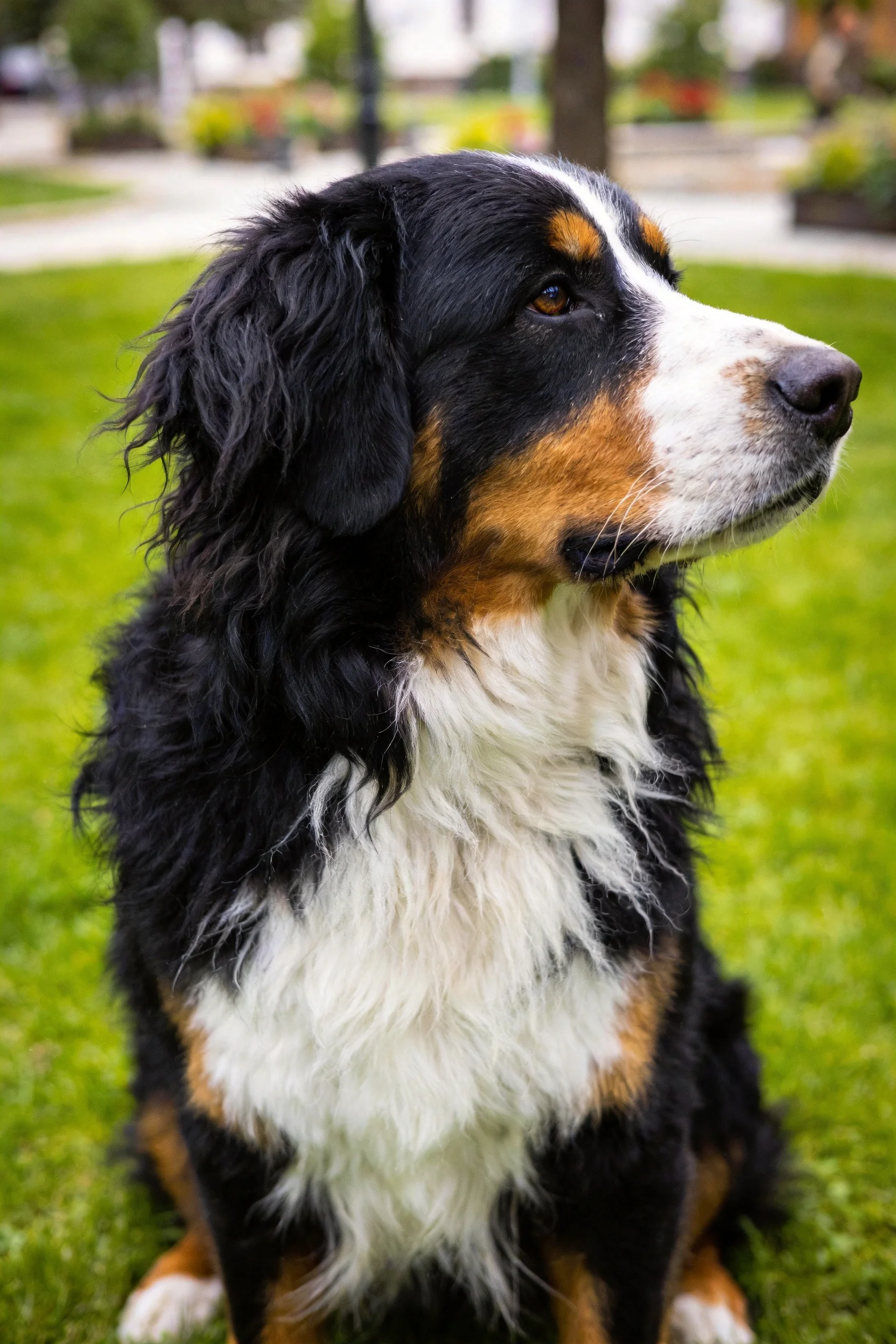 伯恩山犬有着黑色、白色与棕褐色相间的毛发,正安静地坐在草地上凝视远方。