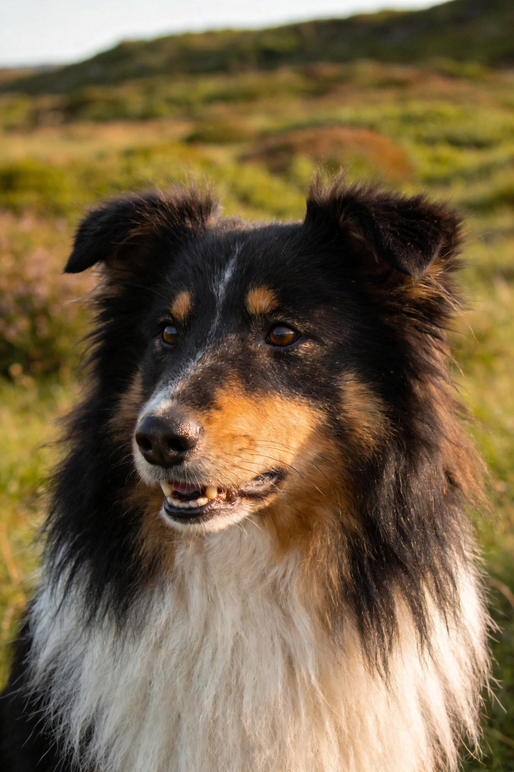 设得兰牧羊犬有着黑棕白相间的蓬松毛发,耳朵竖立注视前方。