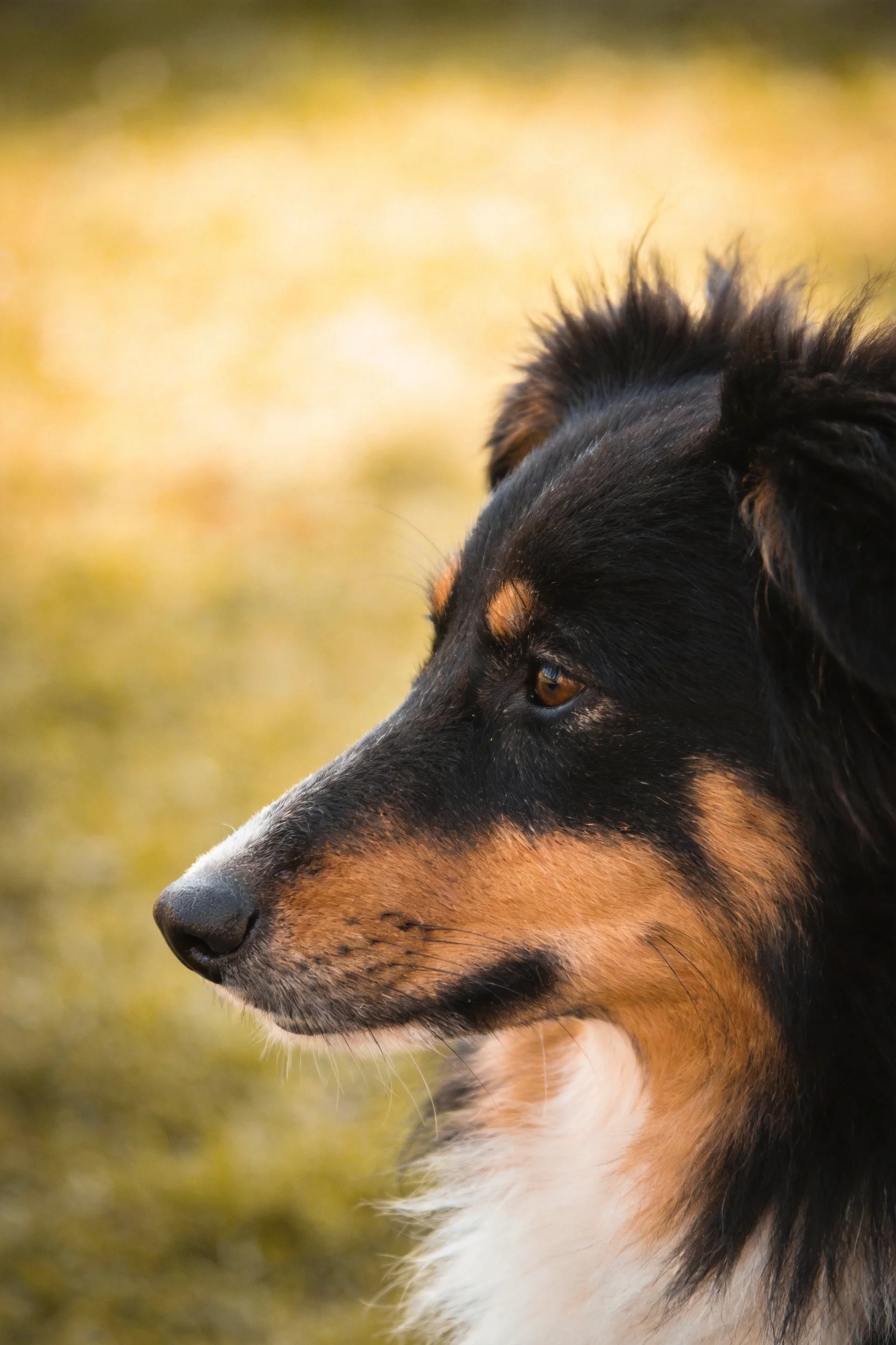 设得兰牧羊犬以三色被毛呈现,棕褐色面部斑纹与黑色毛发形成鲜明对比,白色胸部毛发清晰可见。