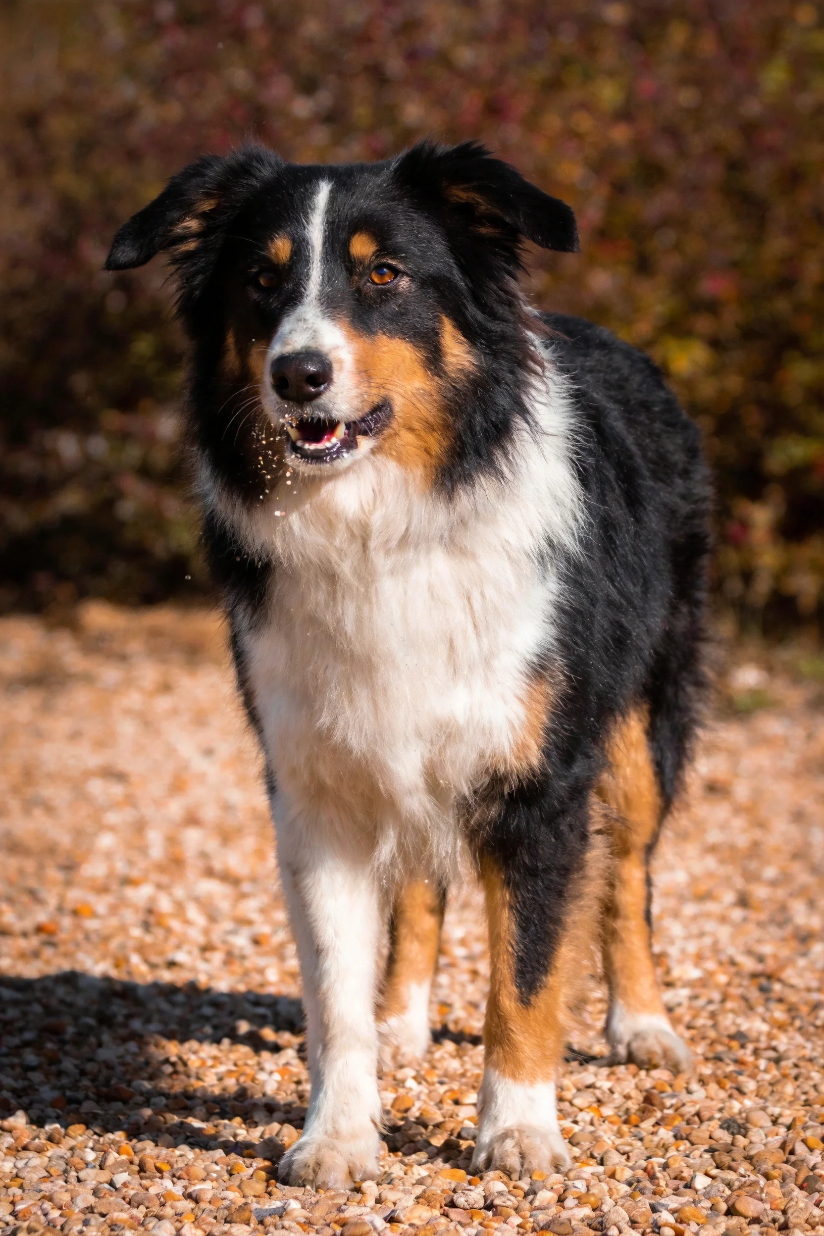 澳大利亚牧羊犬,嘴巴处残留着细小颗粒,站在碎石路面上。