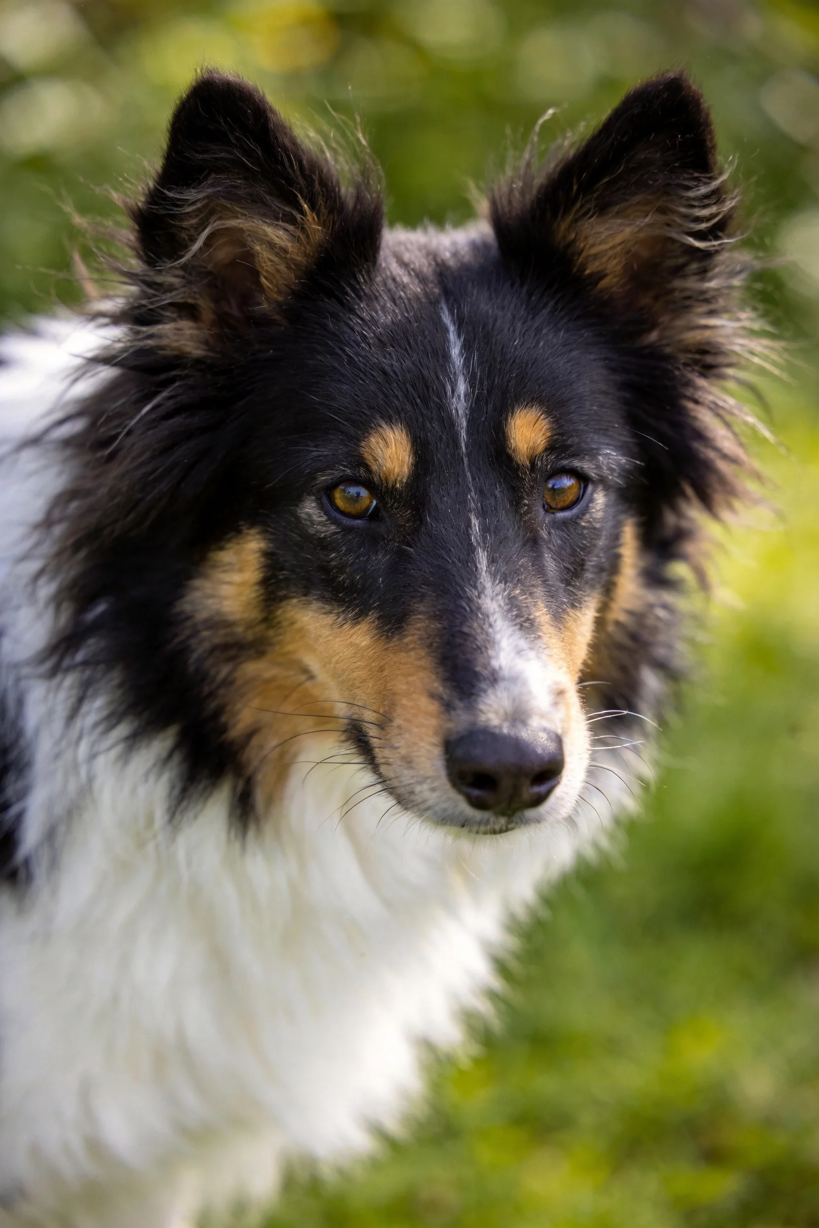 设得兰牧羊犬目光专注,黑白棕相间的毛发清晰可见,耳朵竖立呈现警觉状态。
