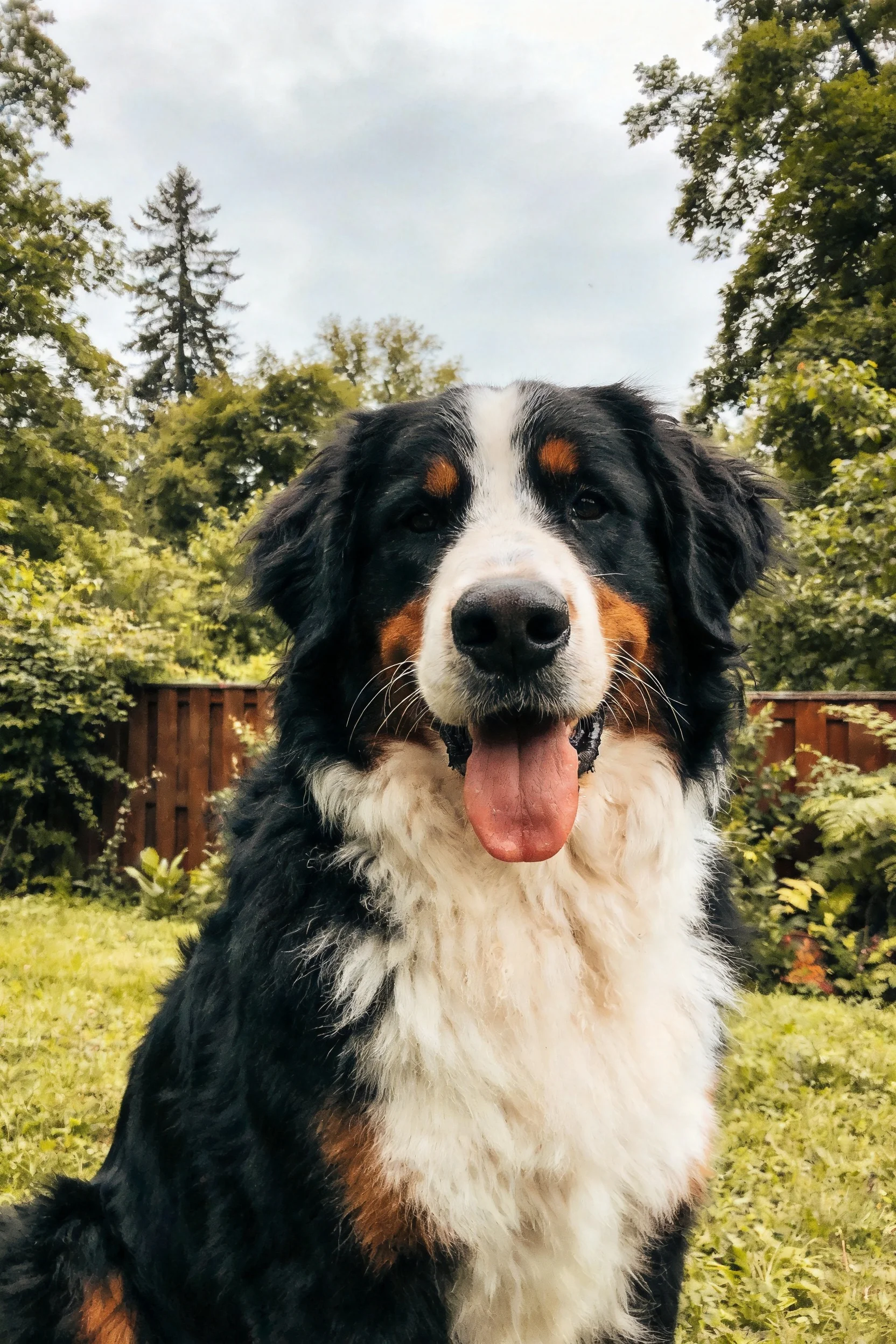 伯恩山犬嘴巴张开露出湿润的粉色舌头,毛发呈现黑、白、棕三种颜色,蓬松柔软。