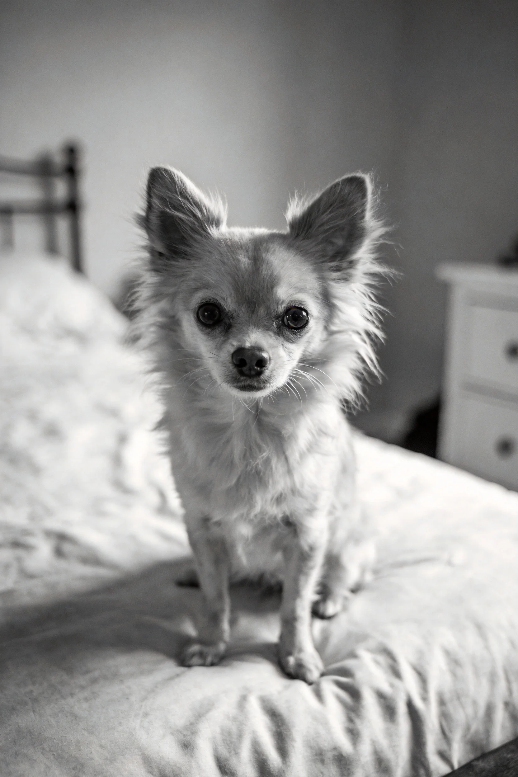 一只长毛吉娃娃犬正安静地坐在床面上,毛发蓬松且耳朵竖立,眼神专注地镜头方向。