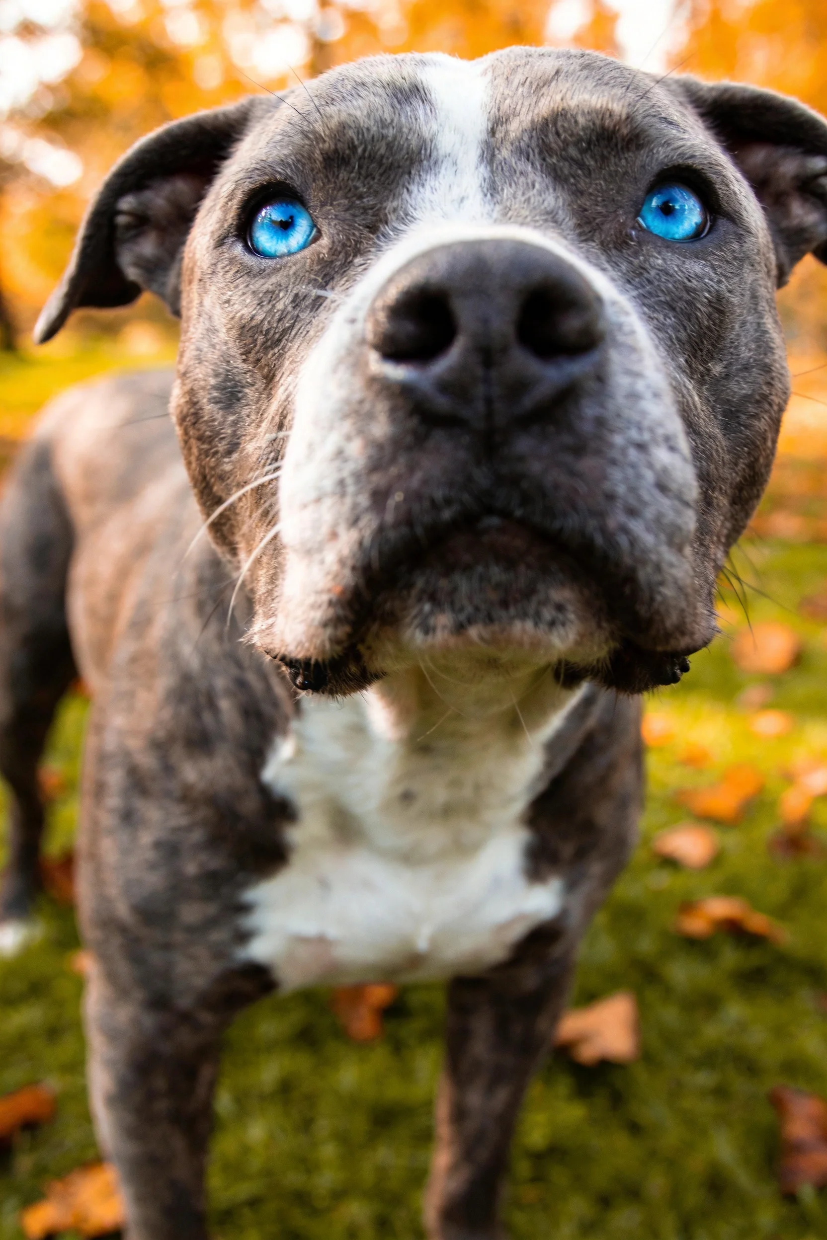 比特犬有着明亮的蓝色眼睛和青灰色带白斑的被毛,毛发质感清晰可见。