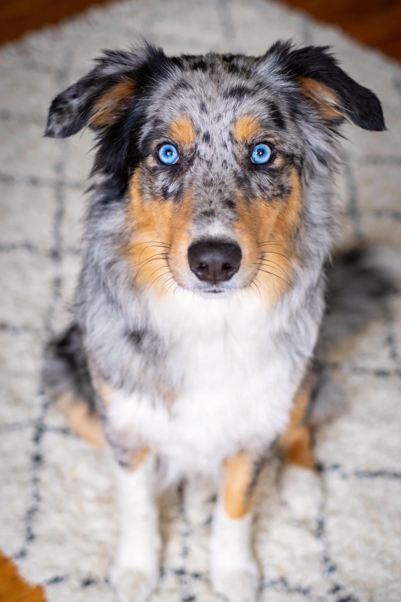 一只蓝眼睛的澳大利亚牧牛犬幼犬,毛发蓬松柔软,安静地坐在室内地毯上。